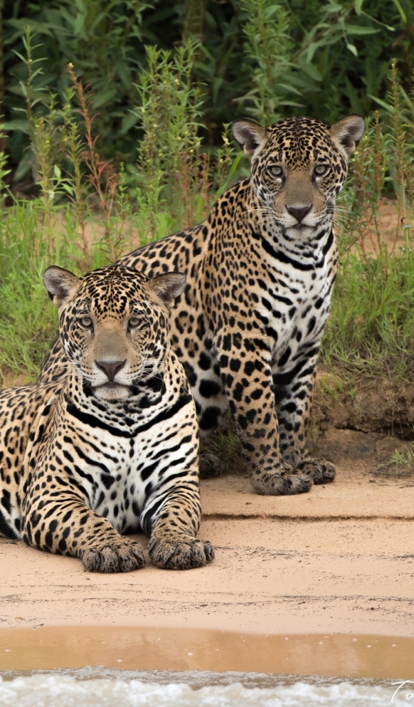 Download mobile wallpaper Cats, Jaguar, Animal for free.