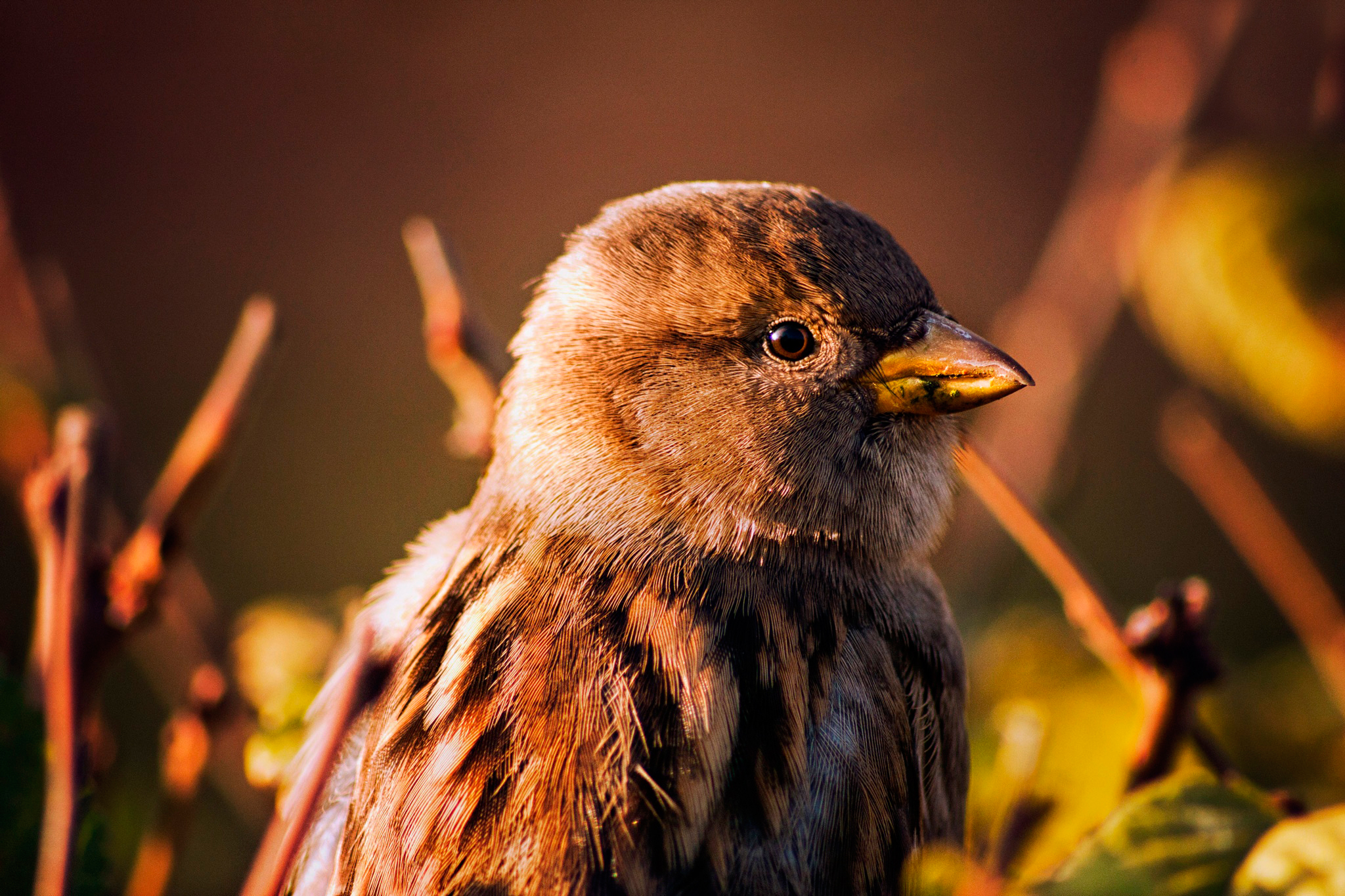 Baixe gratuitamente a imagem Pássaro, Aves, Animais na área de trabalho do seu PC