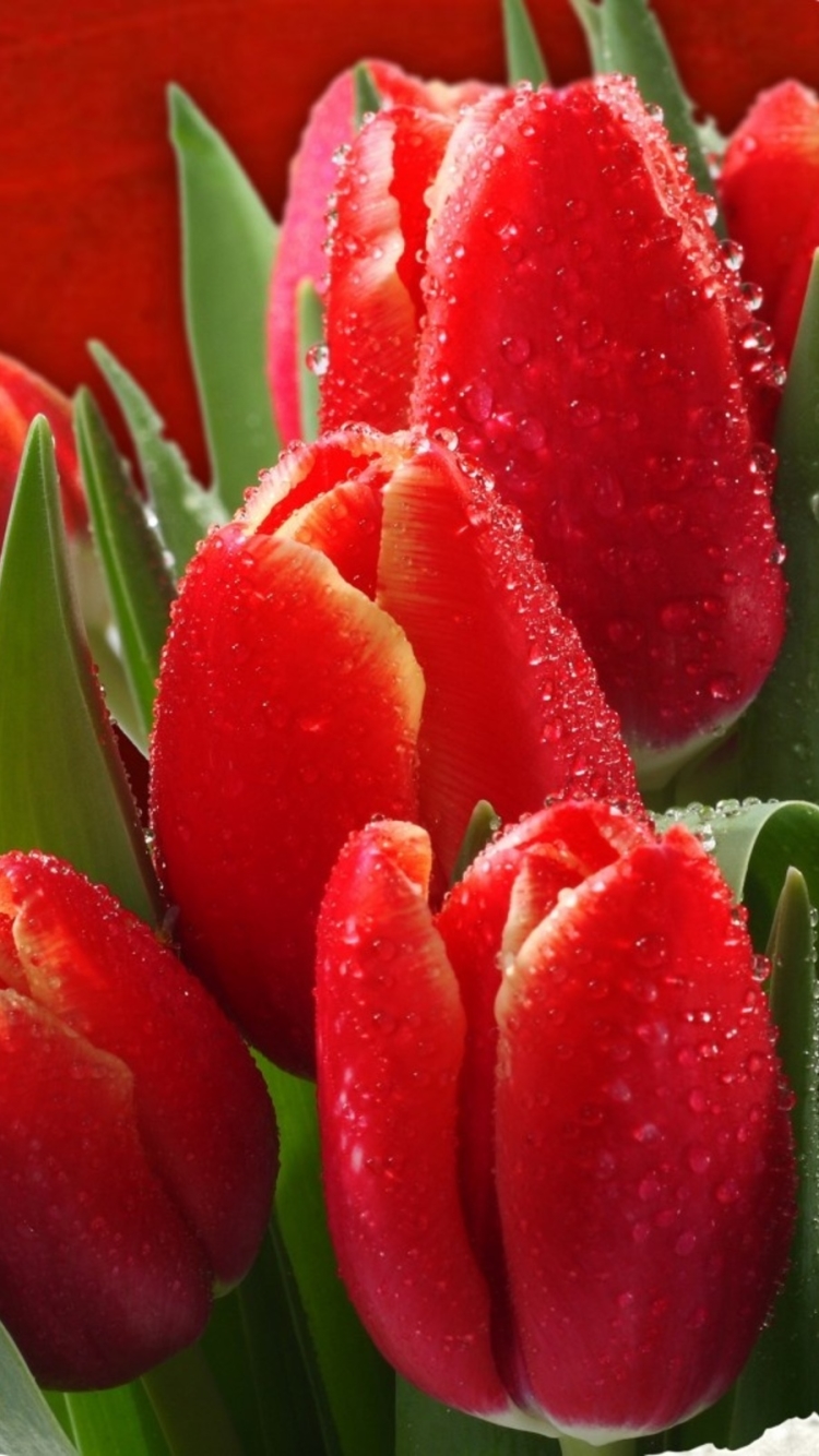 Download mobile wallpaper Flowers, Flower, Earth, Tulip, Red Flower, Water Drop for free.