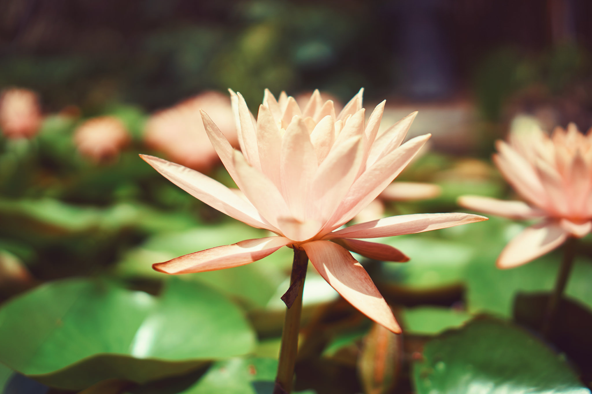 Free download wallpaper Nature, Flowers, Flower, Close Up, Earth, Water Lily, Pink Flower on your PC desktop