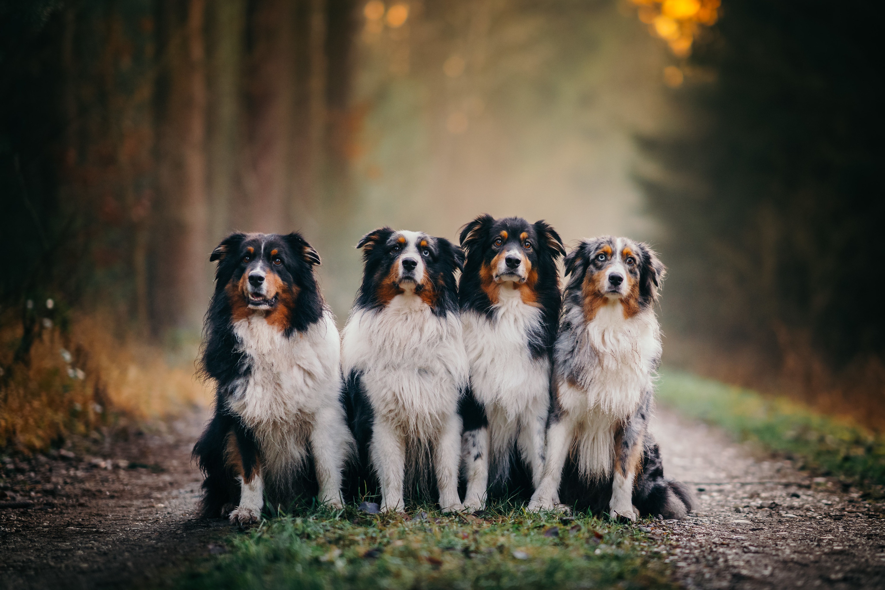 Download mobile wallpaper Dogs, Dog, Animal, Australian Shepherd for free.