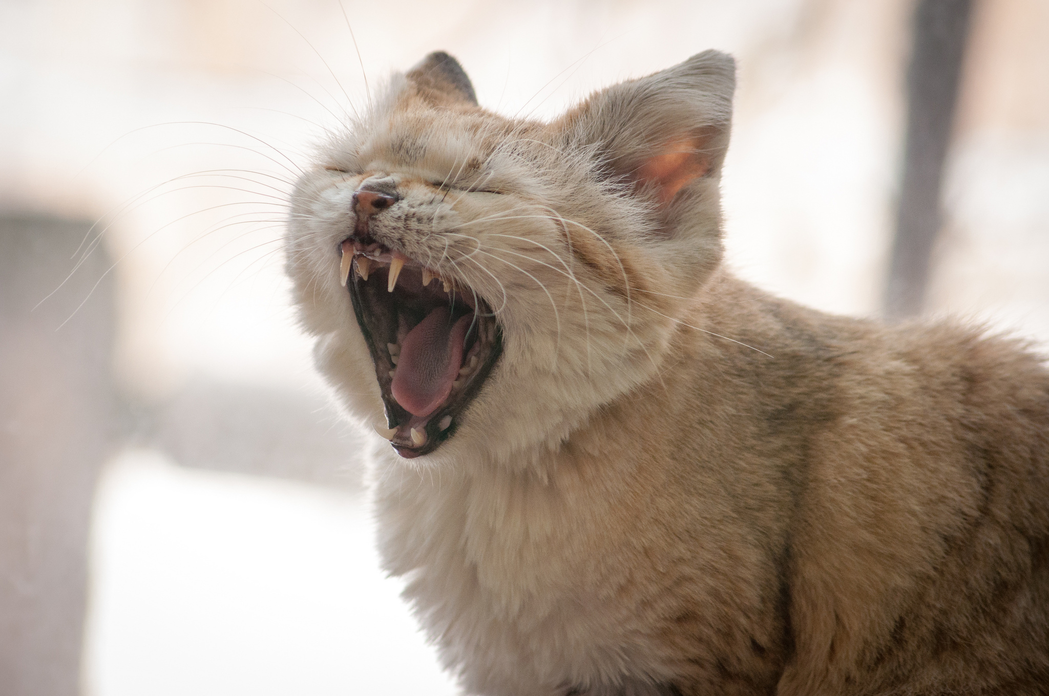 Laden Sie das Tiere, Katzen, Katze-Bild kostenlos auf Ihren PC-Desktop herunter