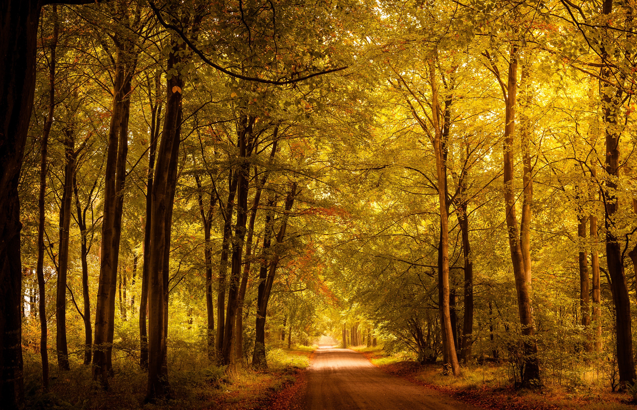 Free download wallpaper Nature, Road, Forest, Tree, Man Made on your PC desktop