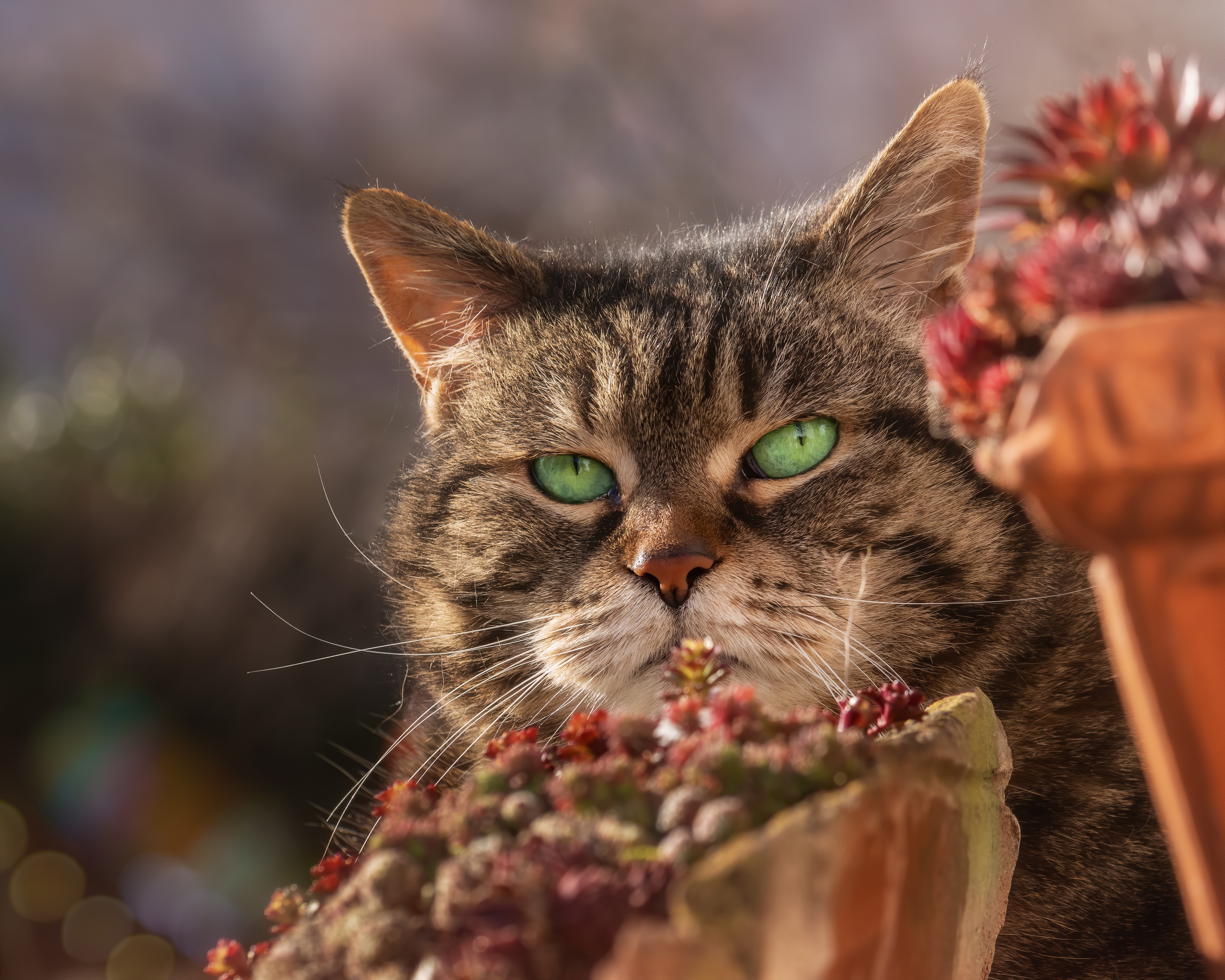 Handy-Wallpaper Katze, Katzen, Tiere kostenlos herunterladen.