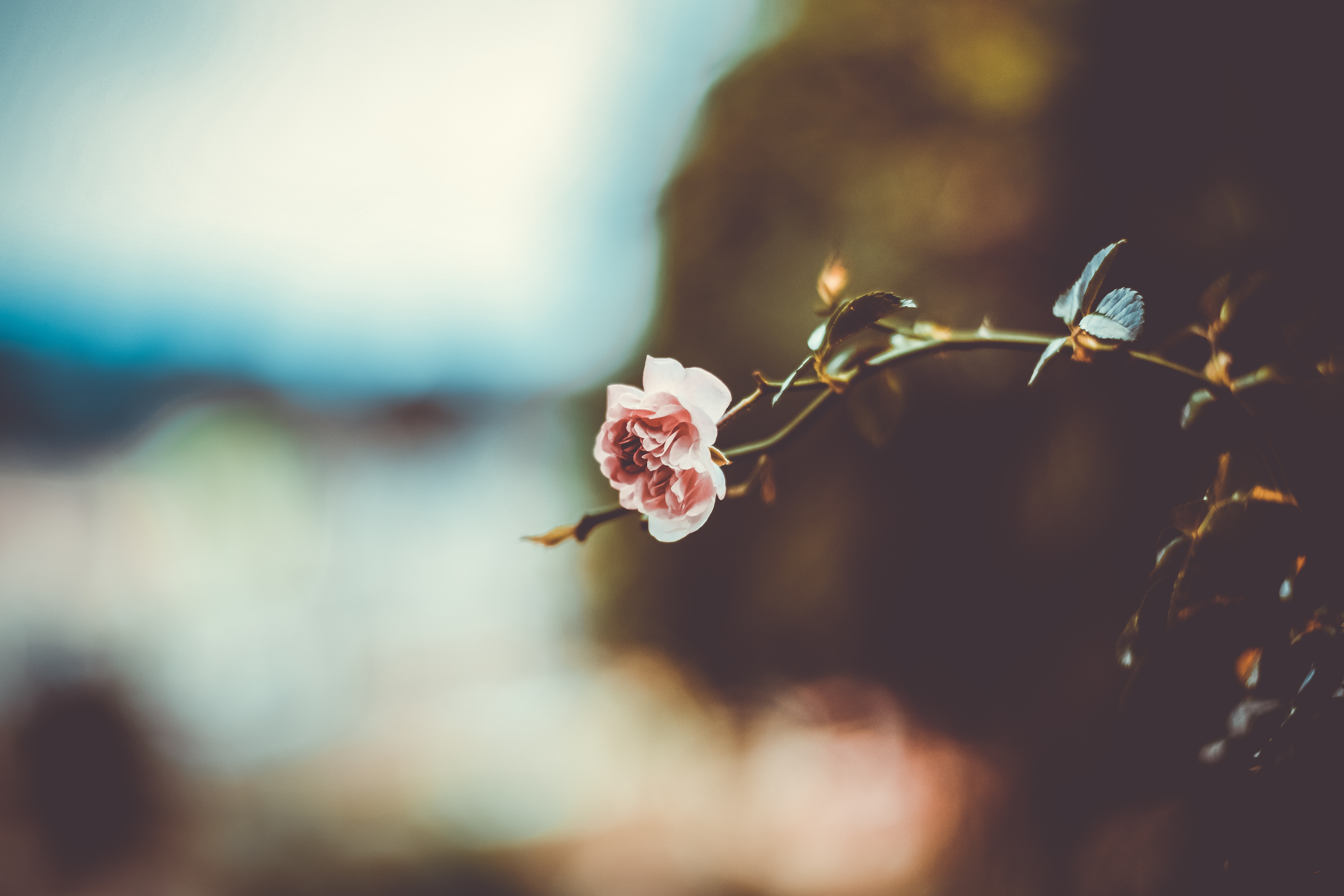Download mobile wallpaper Flowers, Branch, Flower, Smooth, Blur for free.