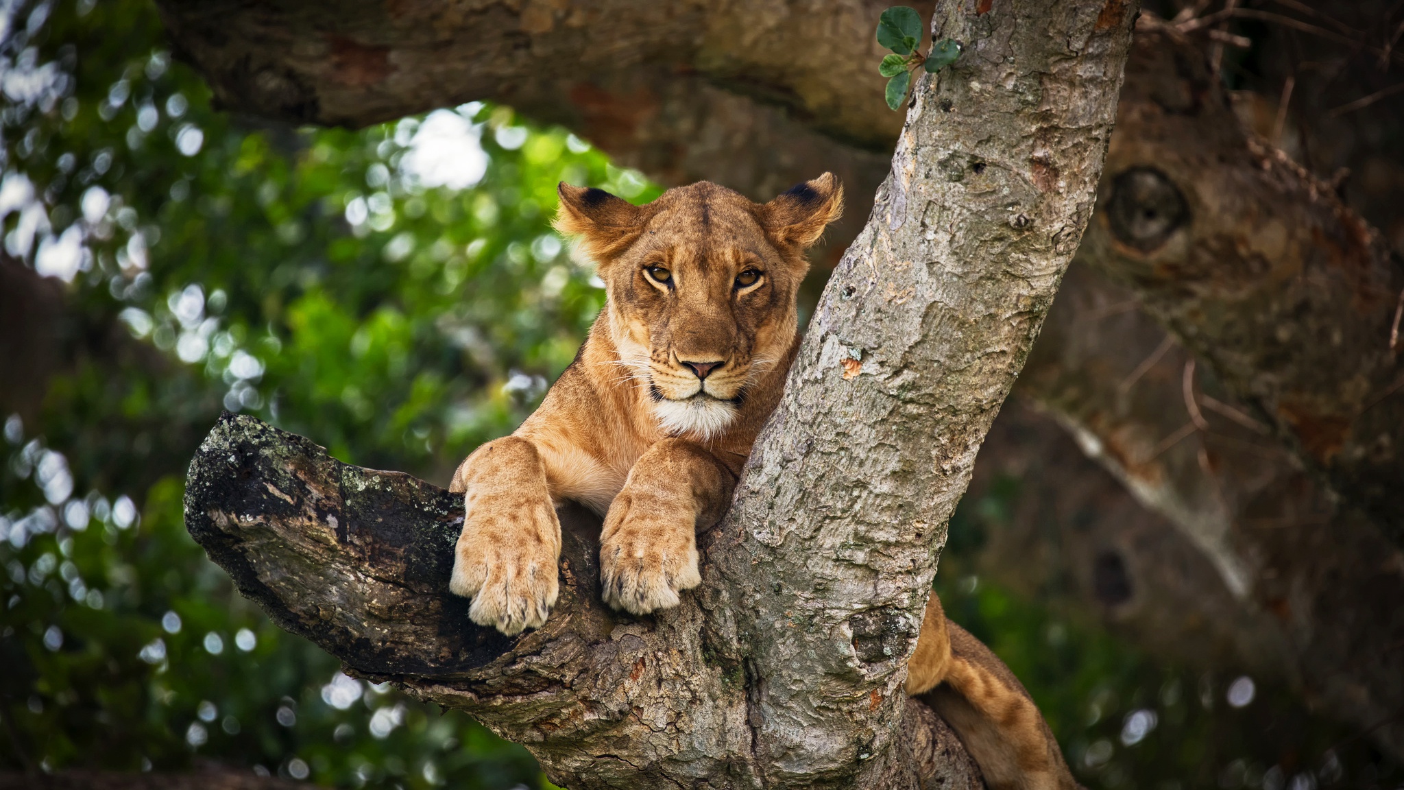 Téléchargez gratuitement l'image Animaux, Chats, Lion sur le bureau de votre PC