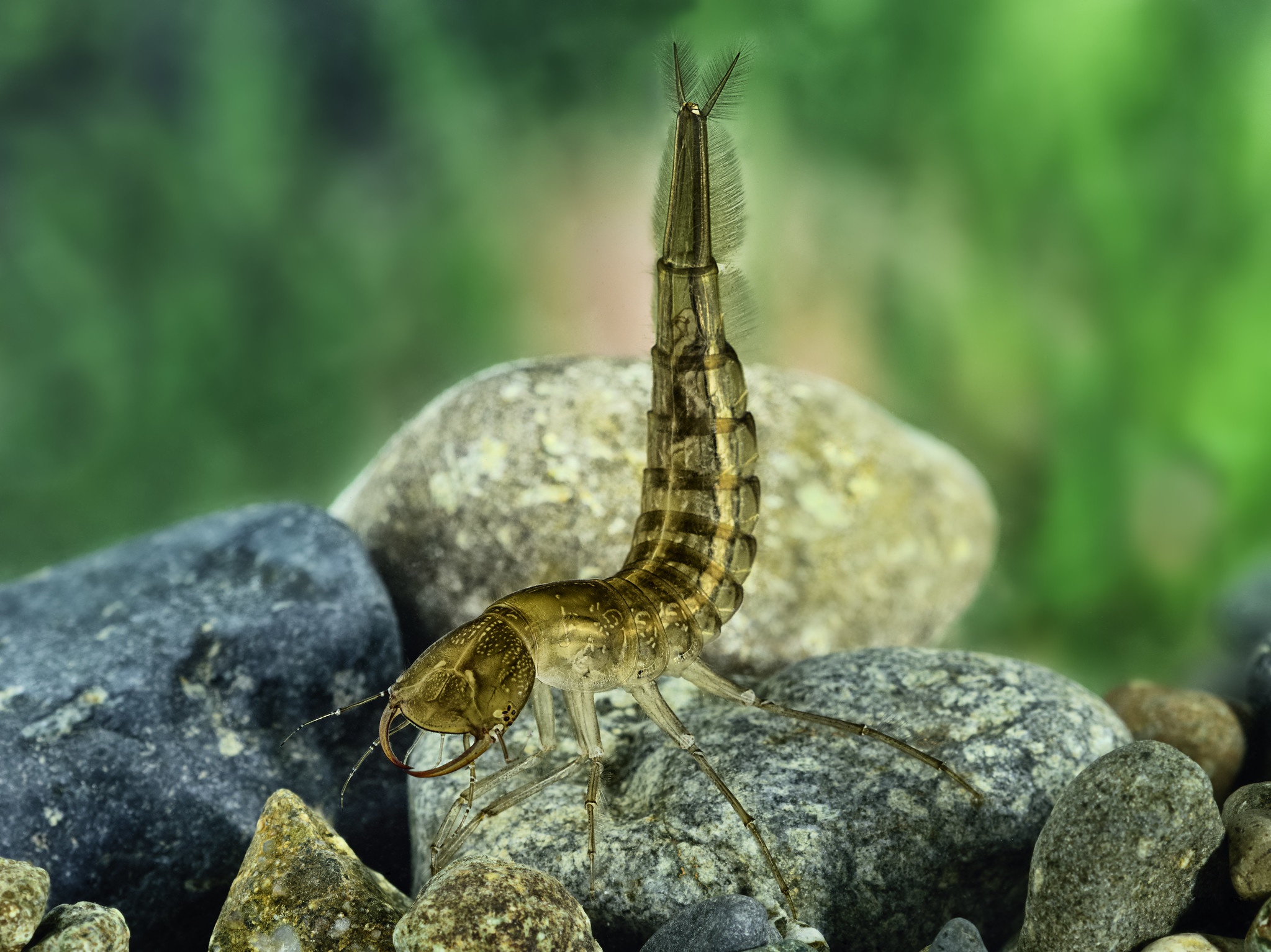 Laden Sie das Tiere, Insekten, Libelle, Libellenlarve-Bild kostenlos auf Ihren PC-Desktop herunter