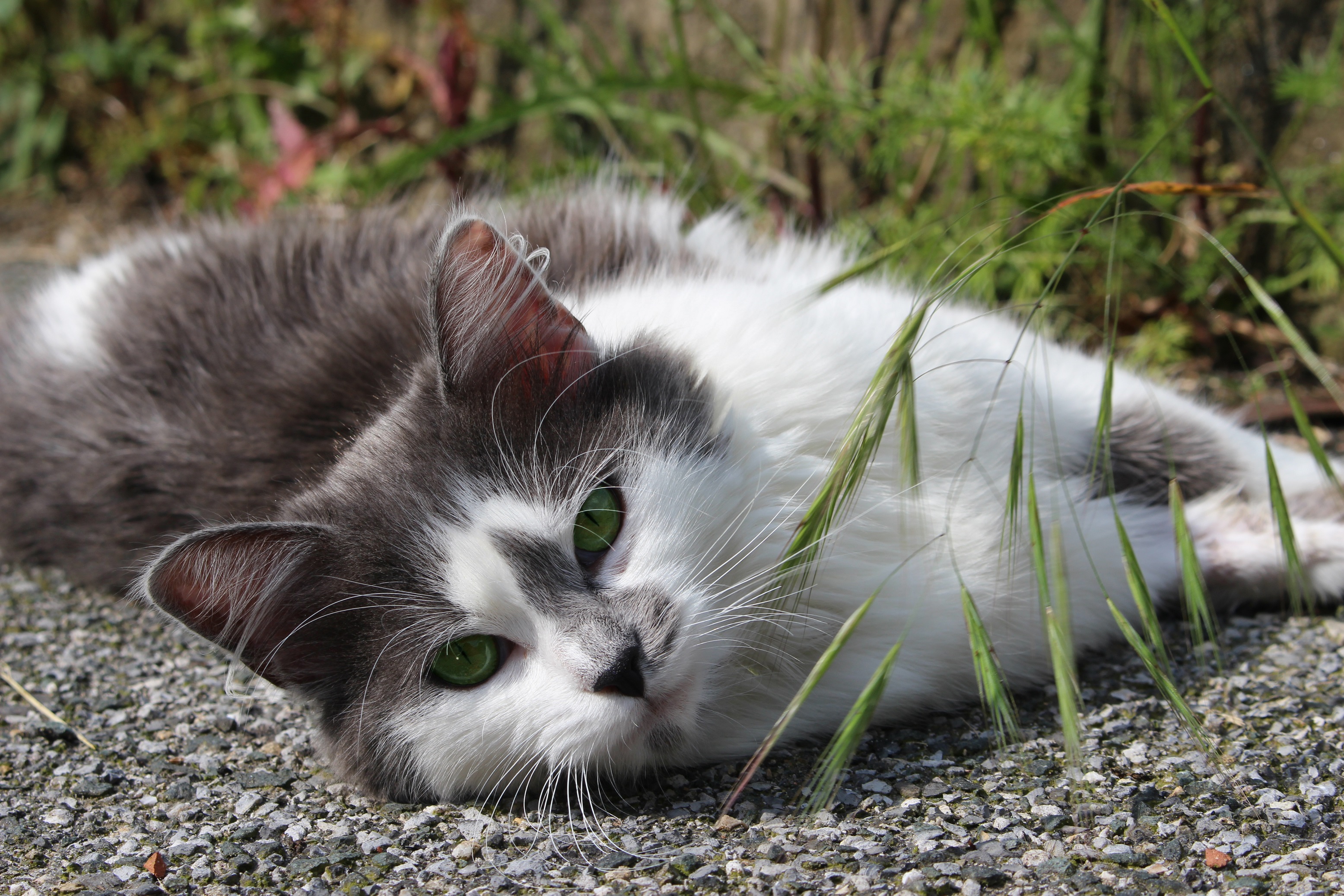 PCデスクトップに動物, ネコ, 猫, 緑の目, 横たわる, 見詰める画像を無料でダウンロード