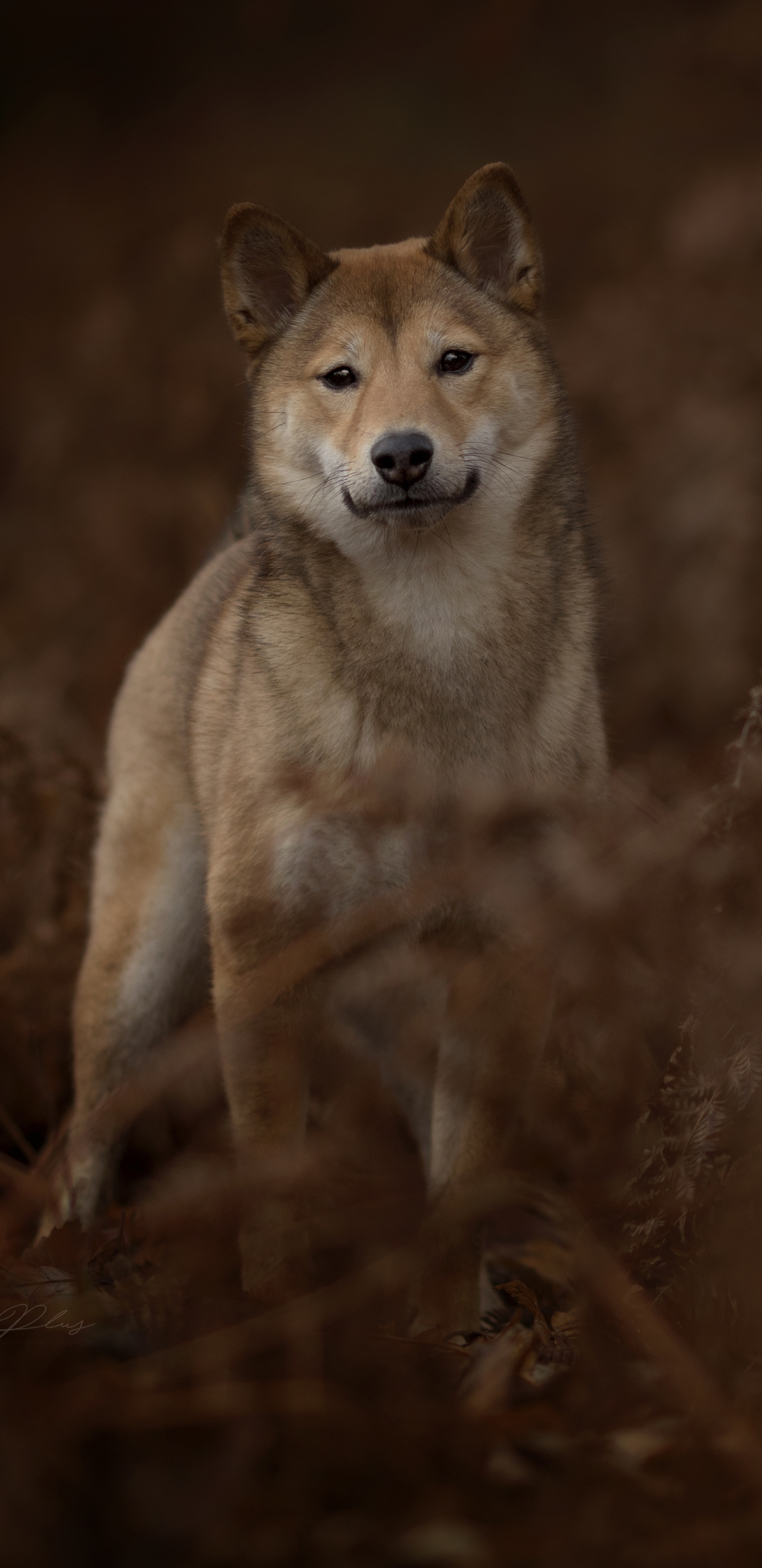 Handy-Wallpaper Tiere, Hunde, Hund, Starren kostenlos herunterladen.