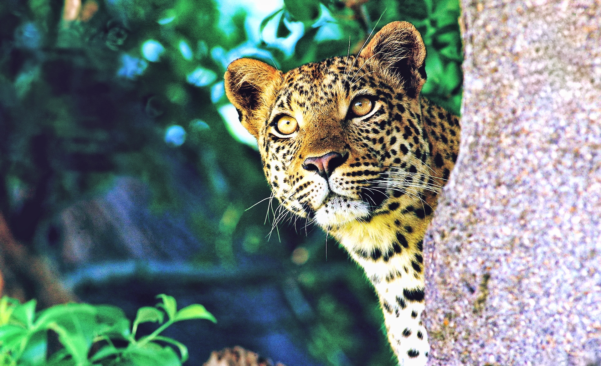 Descarga gratis la imagen Leopardo, Gatos, Animales en el escritorio de tu PC