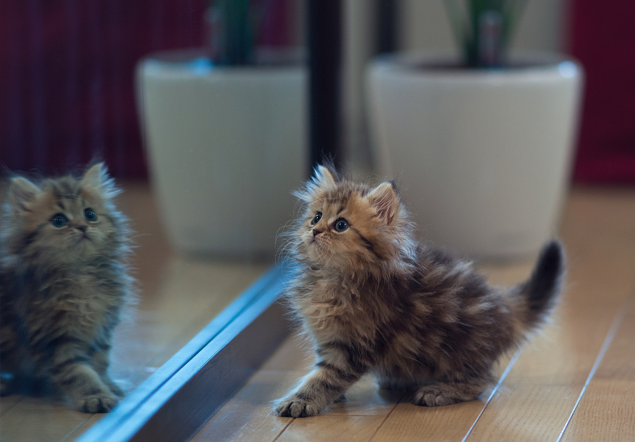 Baixar papel de parede para celular de Animais, Gatos, Gato gratuito.