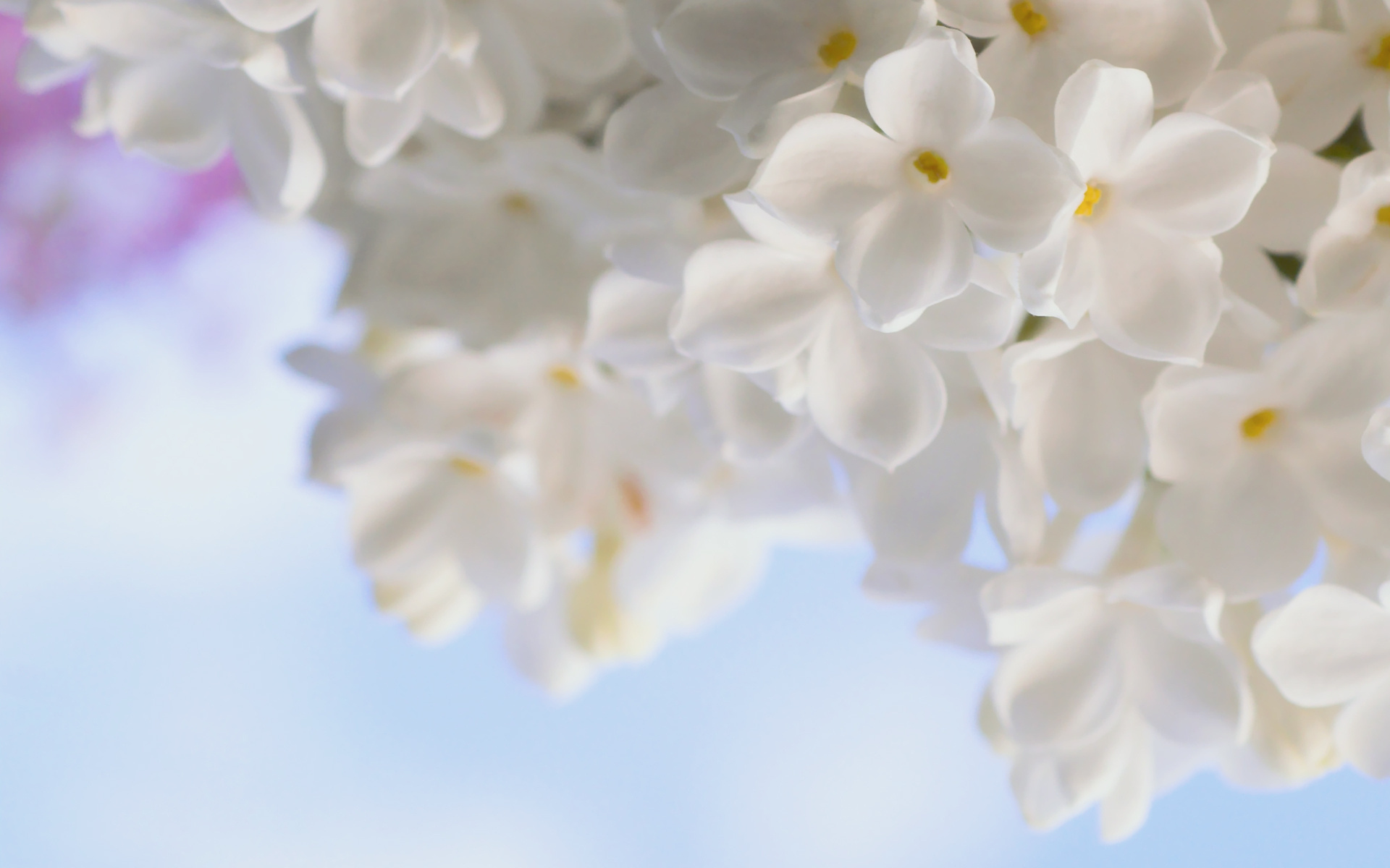 Téléchargez gratuitement l'image Fleurs, Floraison, Terre/nature sur le bureau de votre PC