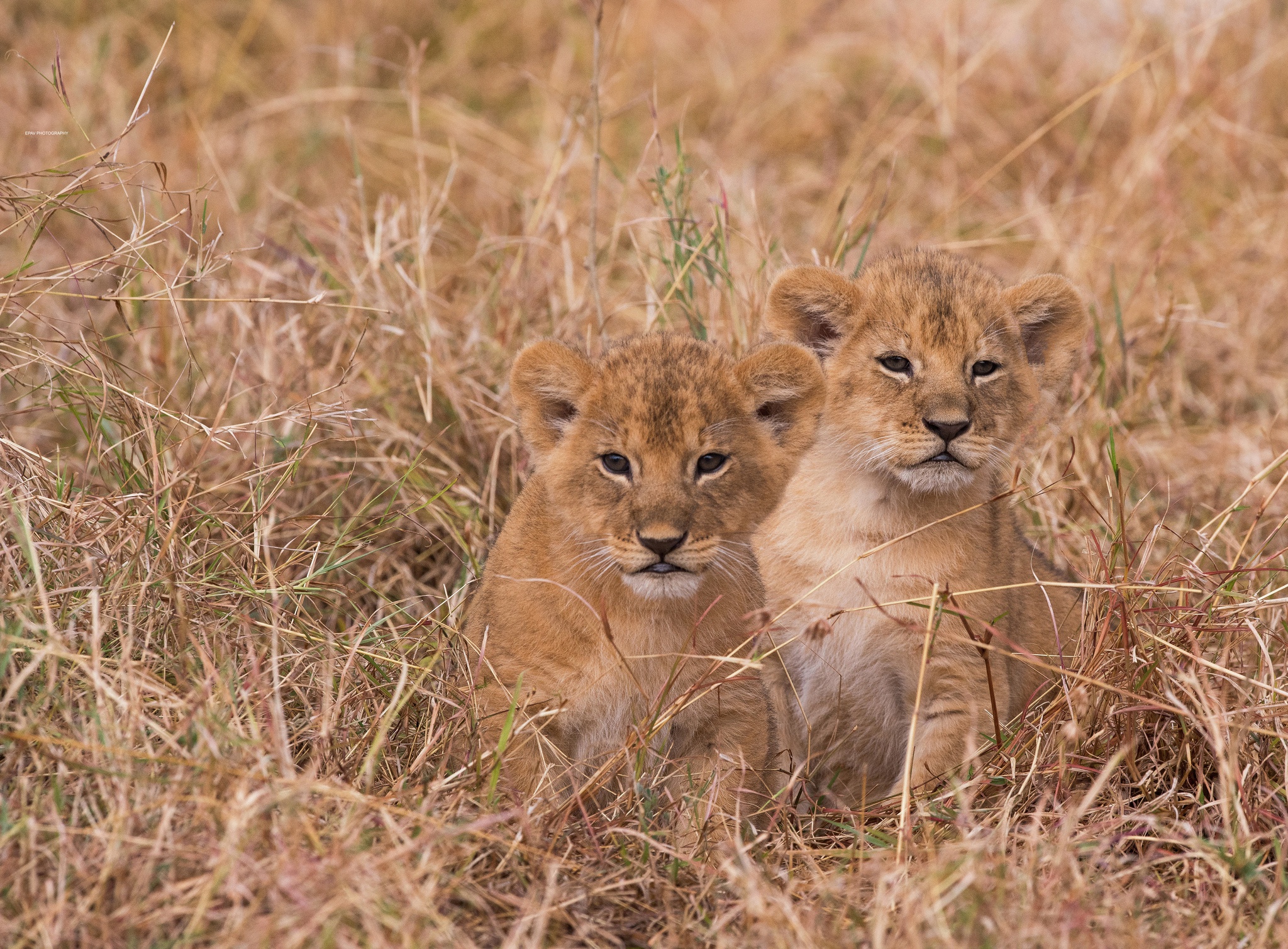 Téléchargez gratuitement l'image Animaux, Chats, Lion, Lionceau, Bébé Animal sur le bureau de votre PC