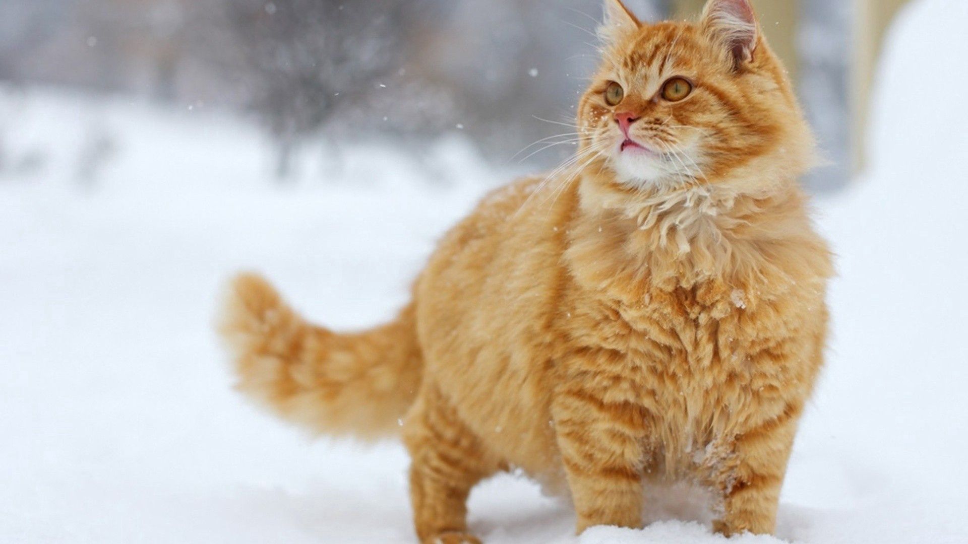 157095画像をダウンロード猫, 動物, 雪, ネコ, 散歩, 太い, 厚い-壁紙とスクリーンセーバーを無料で