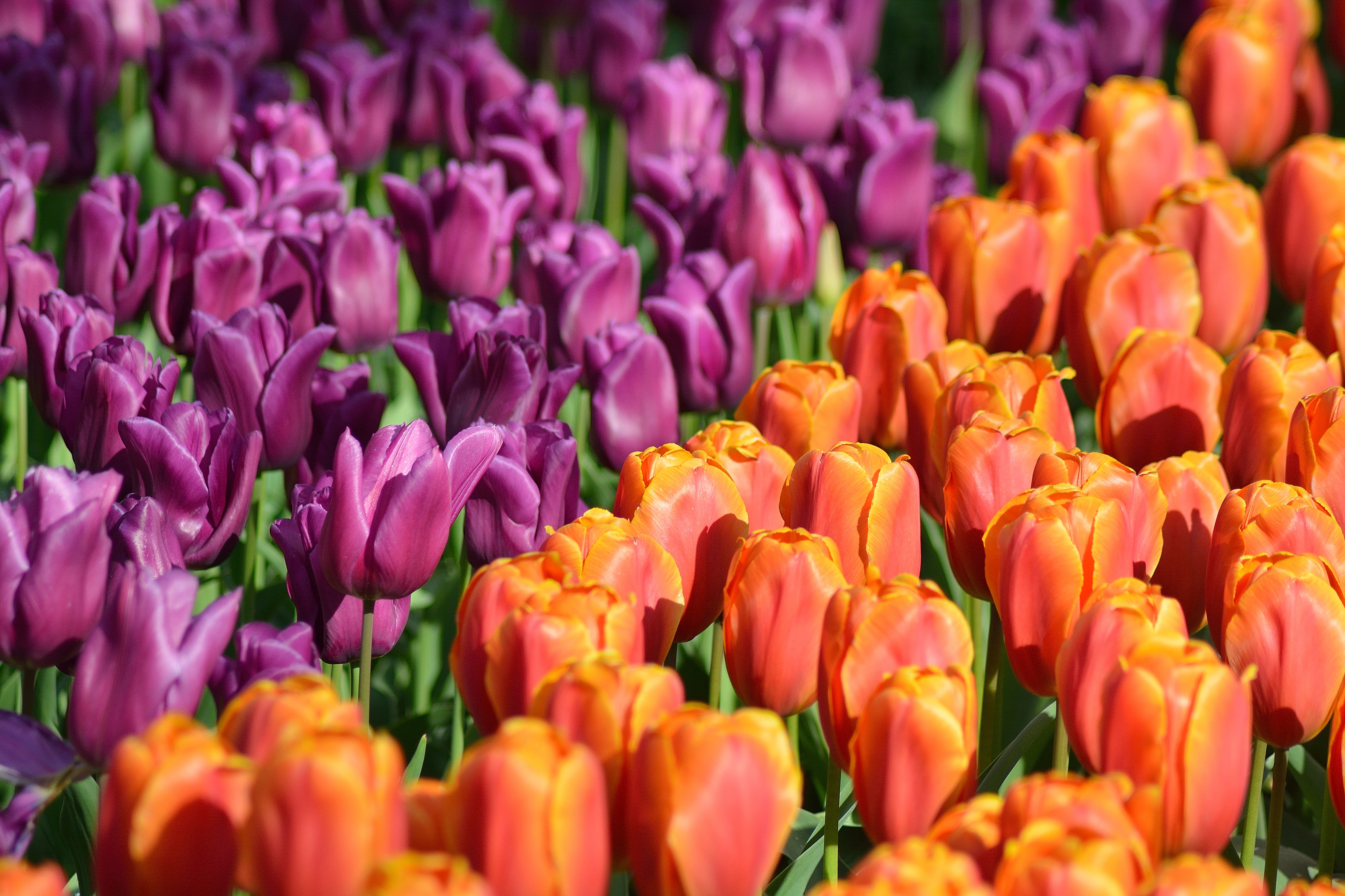 433335 Bildschirmschoner und Hintergrundbilder Blumen auf Ihrem Telefon. Laden Sie  Bilder kostenlos herunter