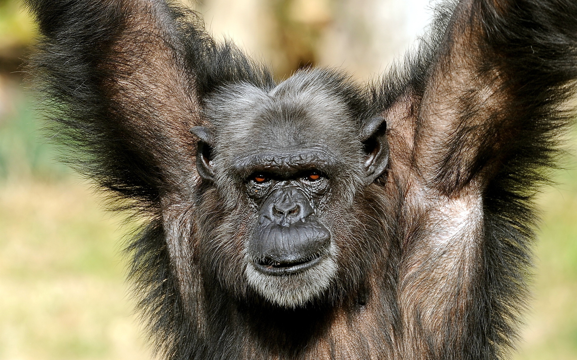 Téléchargez gratuitement l'image Animaux, Chimpanzé sur le bureau de votre PC