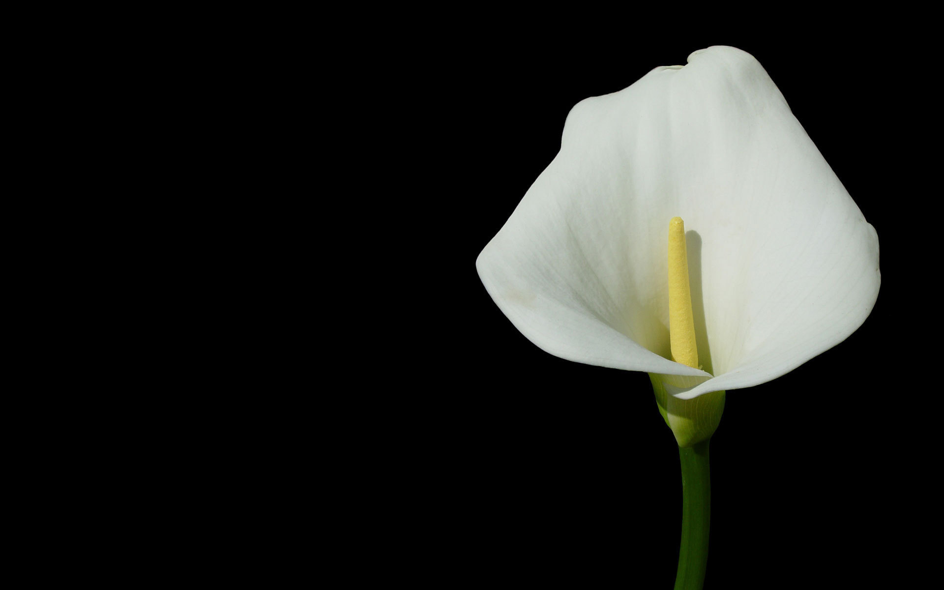 292459 скачать картинку белый цветок, земля/природа, калла лили, цветок, флауэрсы - обои и заставки бесплатно