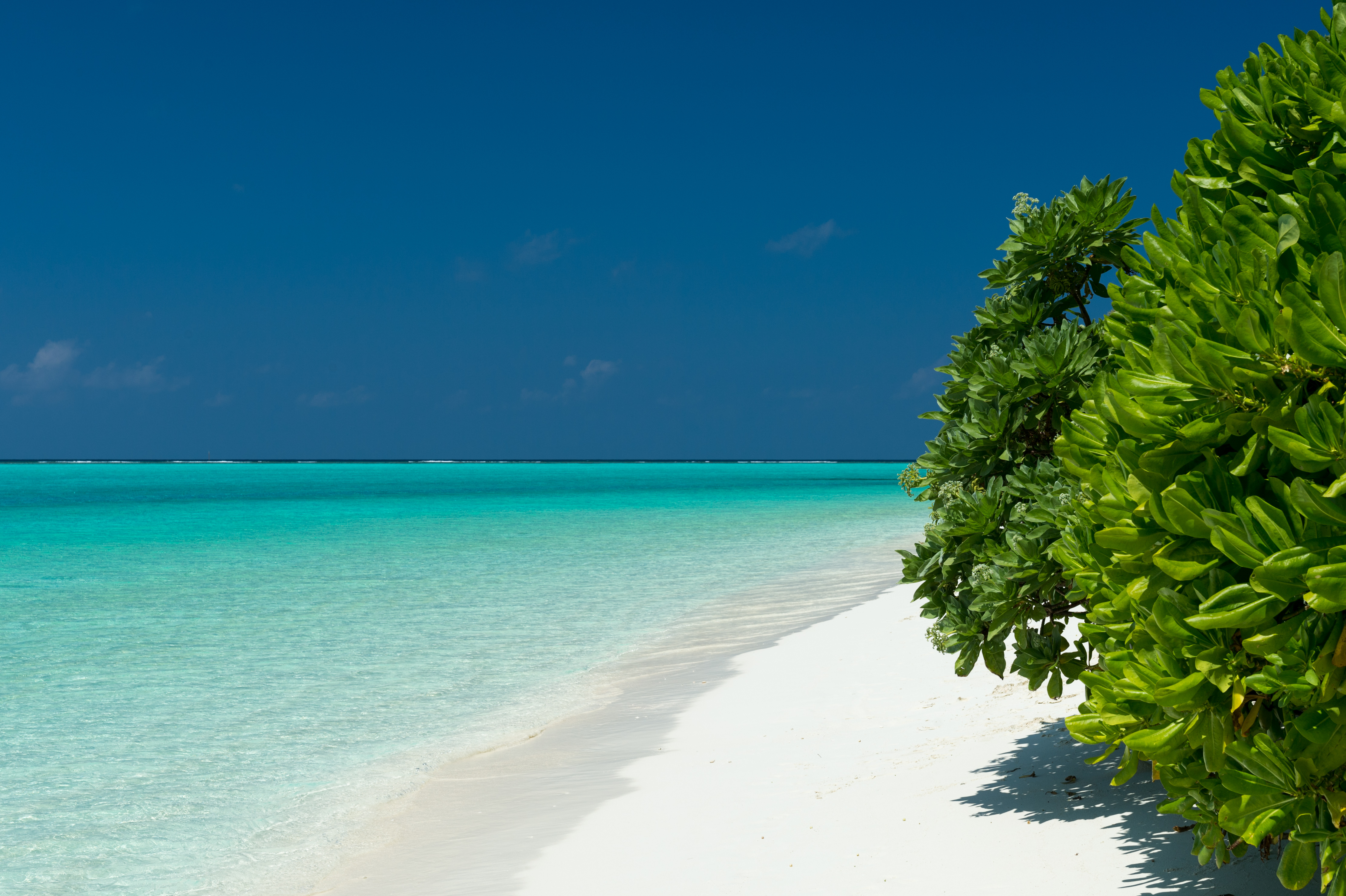 Скачать картинку Море, Горизонт, Дерево, Океан, Тропический, Мальдивы, Бирюзовый, Земля/природа в телефон бесплатно.