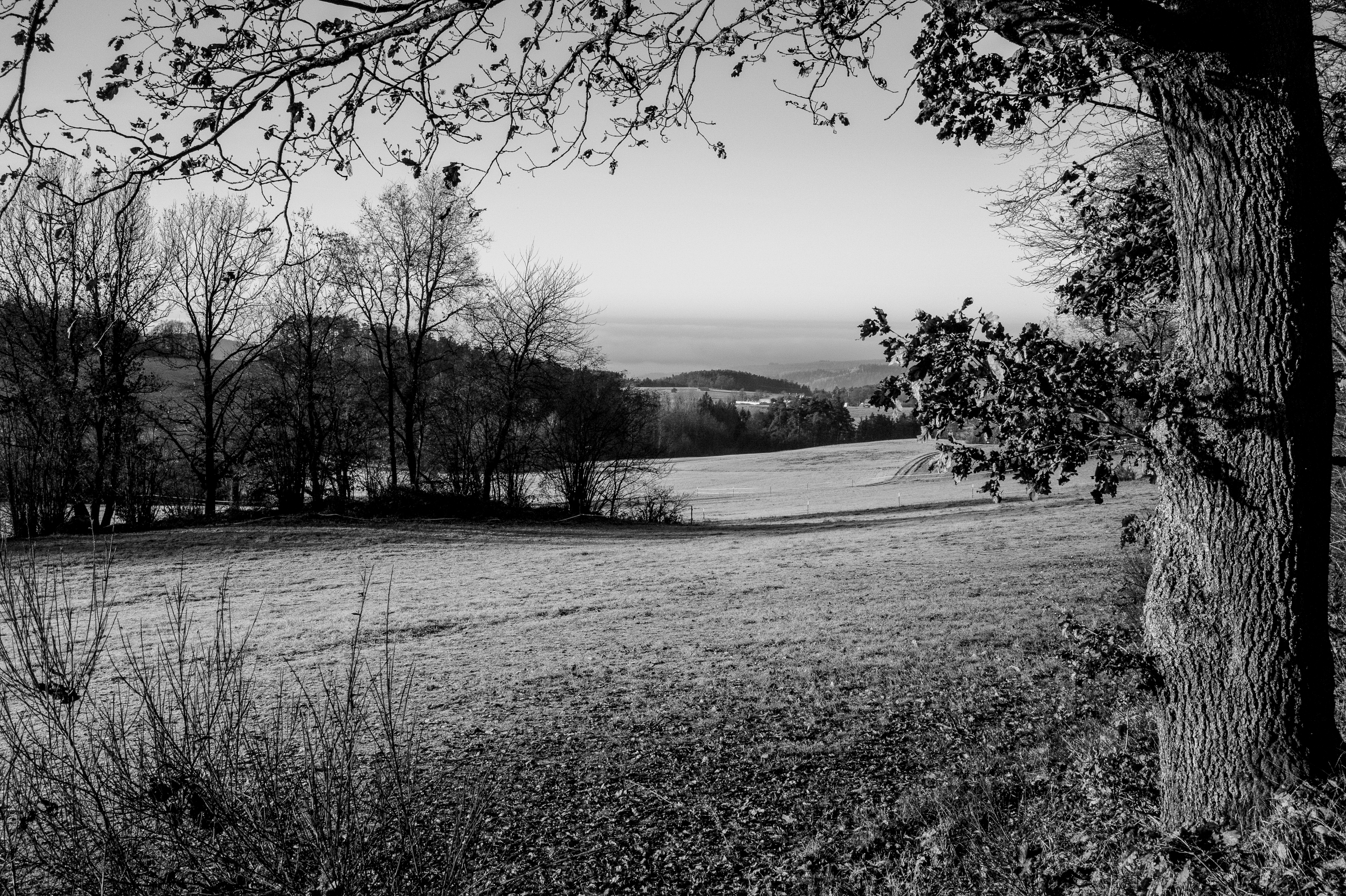 lawn, landscape, nature, trees, hills, bw, chb cellphone