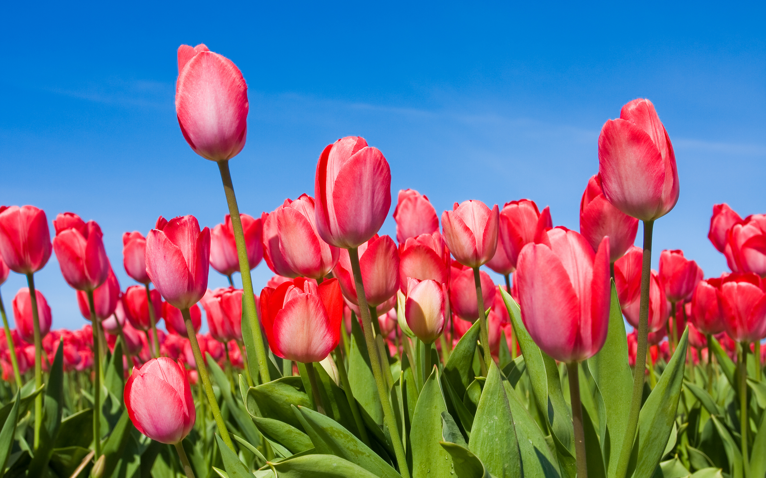 Download mobile wallpaper Flower, Earth, Tulip for free.