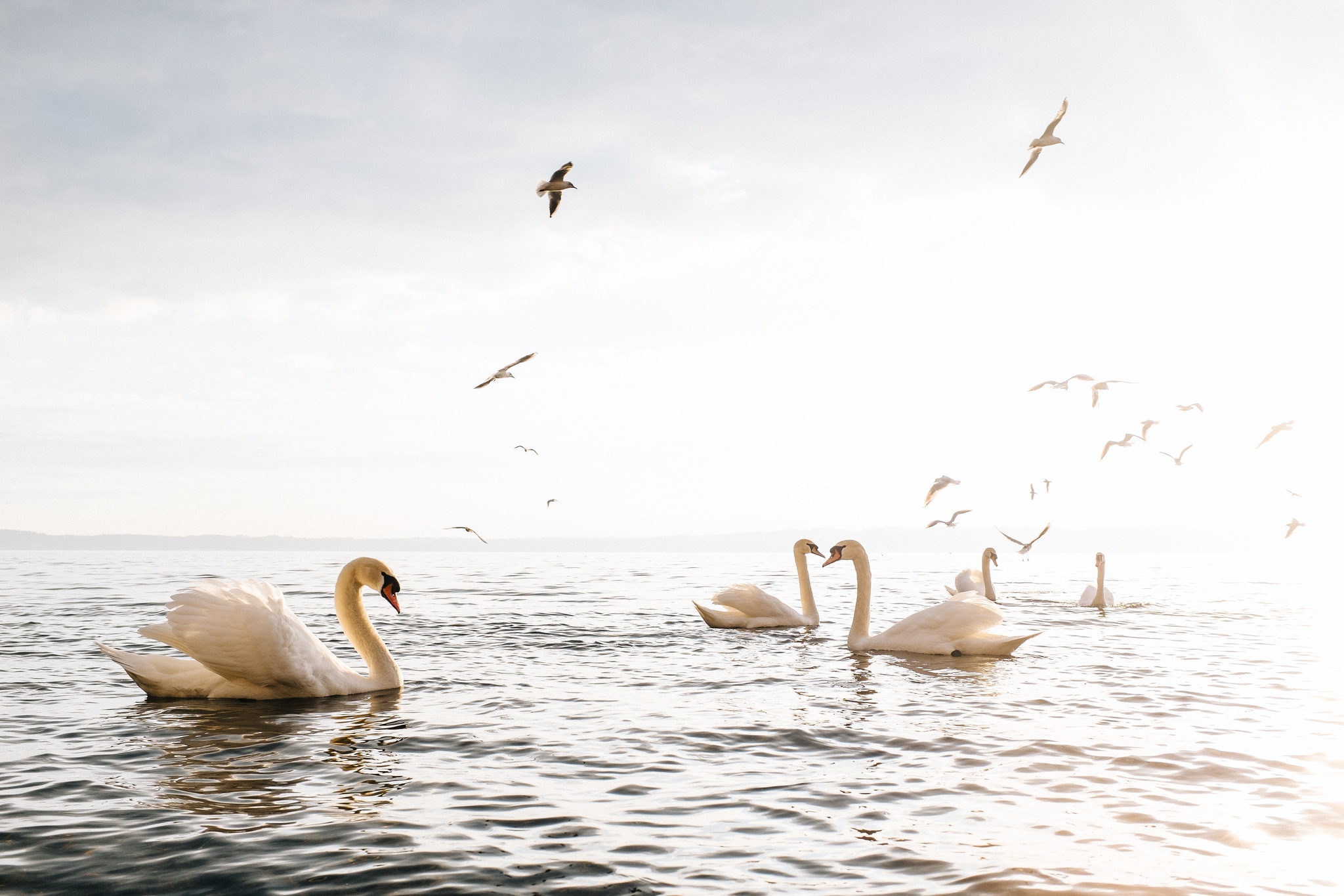 Free download wallpaper Birds, Lake, Bird, Animal, Swan, Mute Swan on your PC desktop