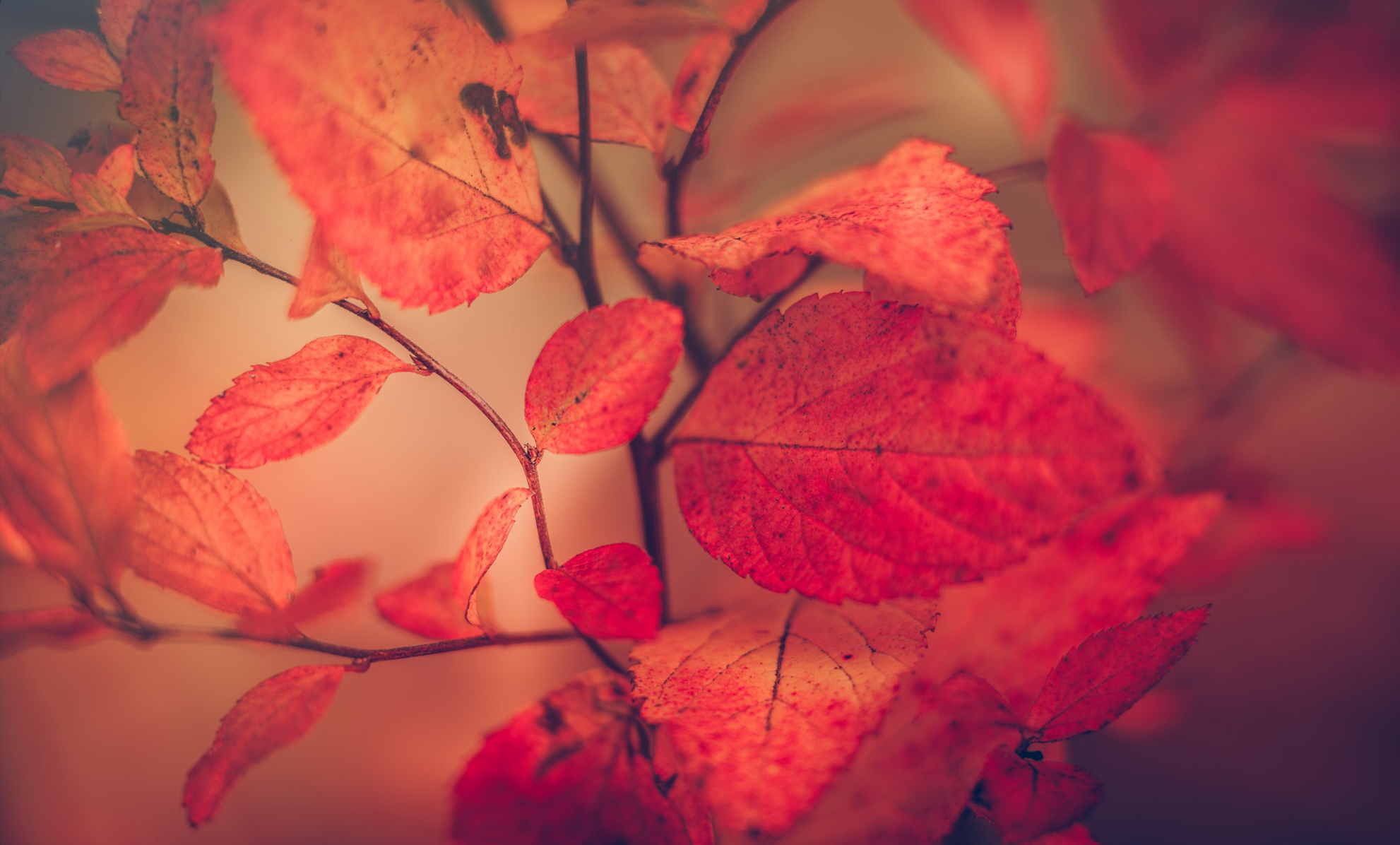 Baixe gratuitamente a imagem Natureza, Outono, Fechar Se, Folha, Terra/natureza na área de trabalho do seu PC