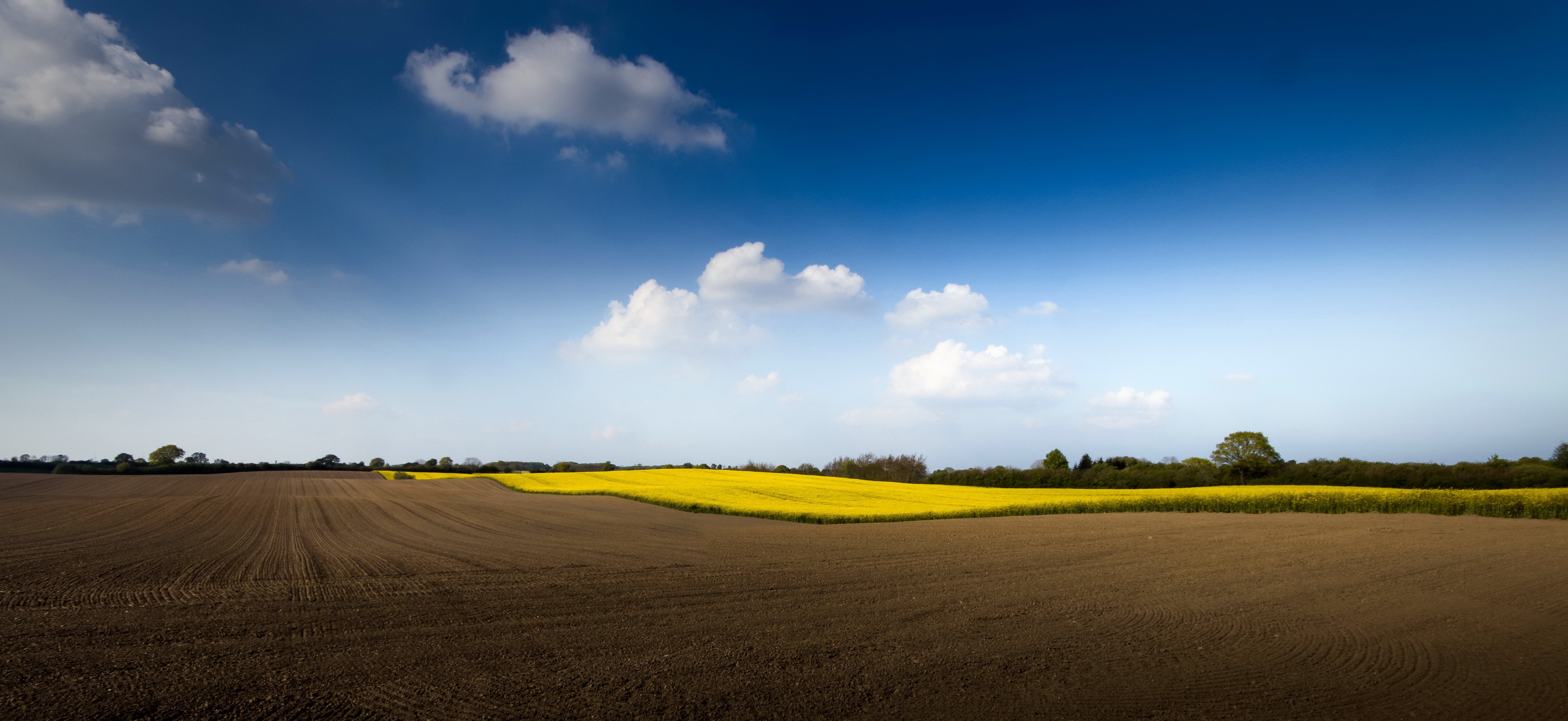 Download mobile wallpaper Sky, Earth, Field, Cloud, Rapeseed for free.