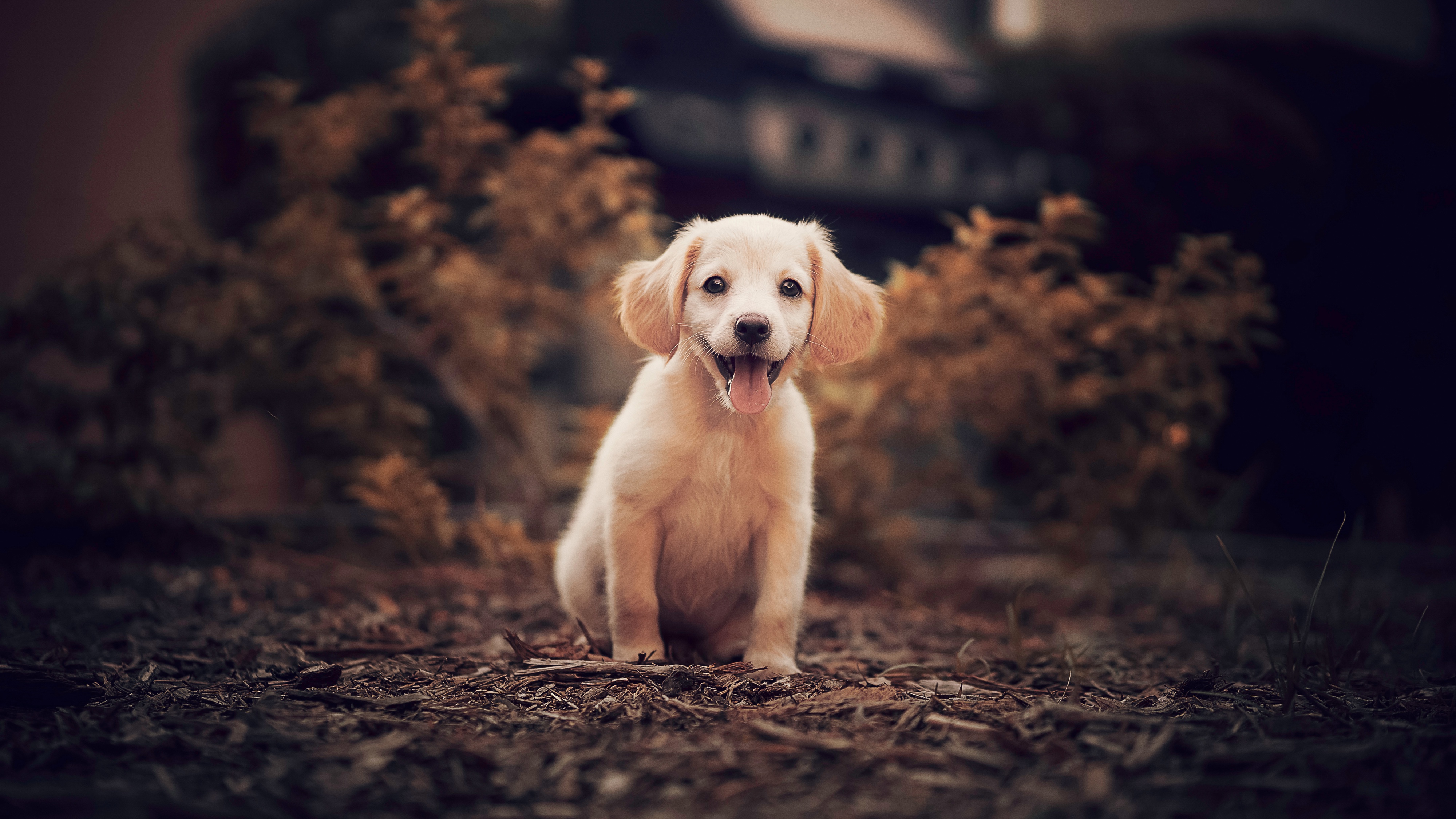 PCデスクトップに動物, 犬, 子犬, ゴールデンレトリバー, 赤ちゃん動物画像を無料でダウンロード