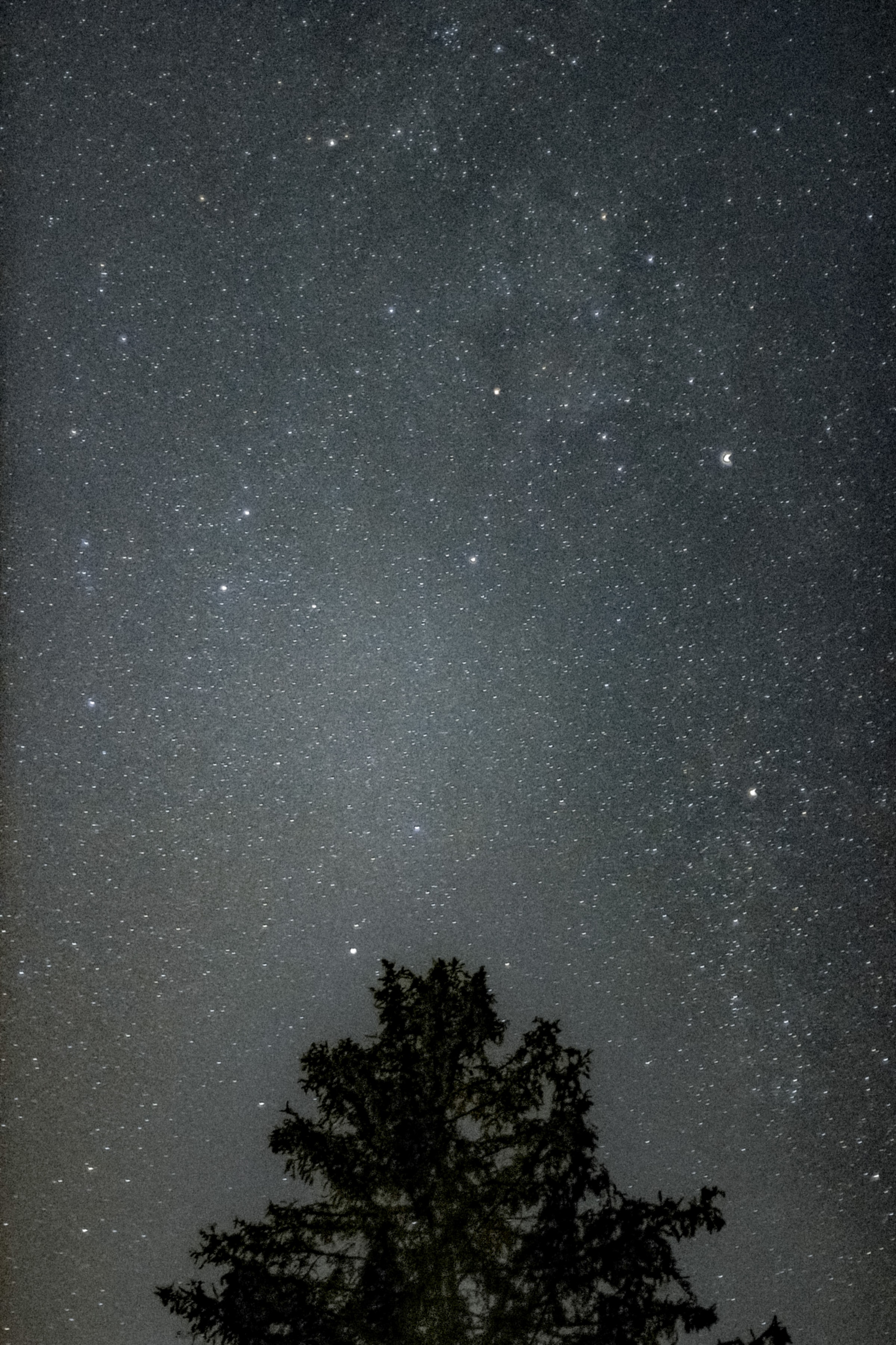 Скачать картинку Дерево, Ночь, Природа, Силуэт, Звезды, Звездное Небо в телефон бесплатно.