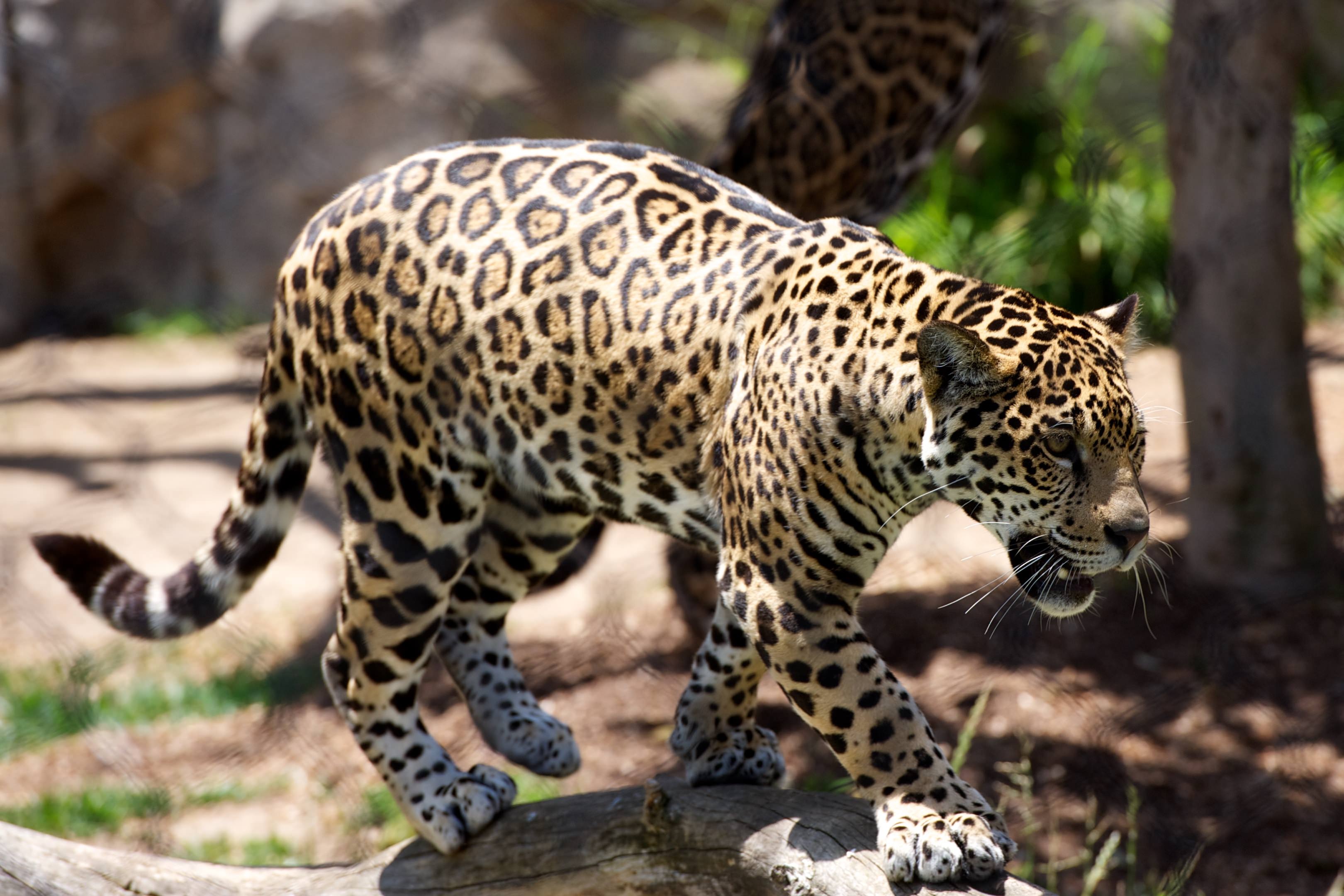 Descarga gratuita de fondo de pantalla para móvil de Animales, Leopardo, Guepardo, Depredador, Gato Grande.
