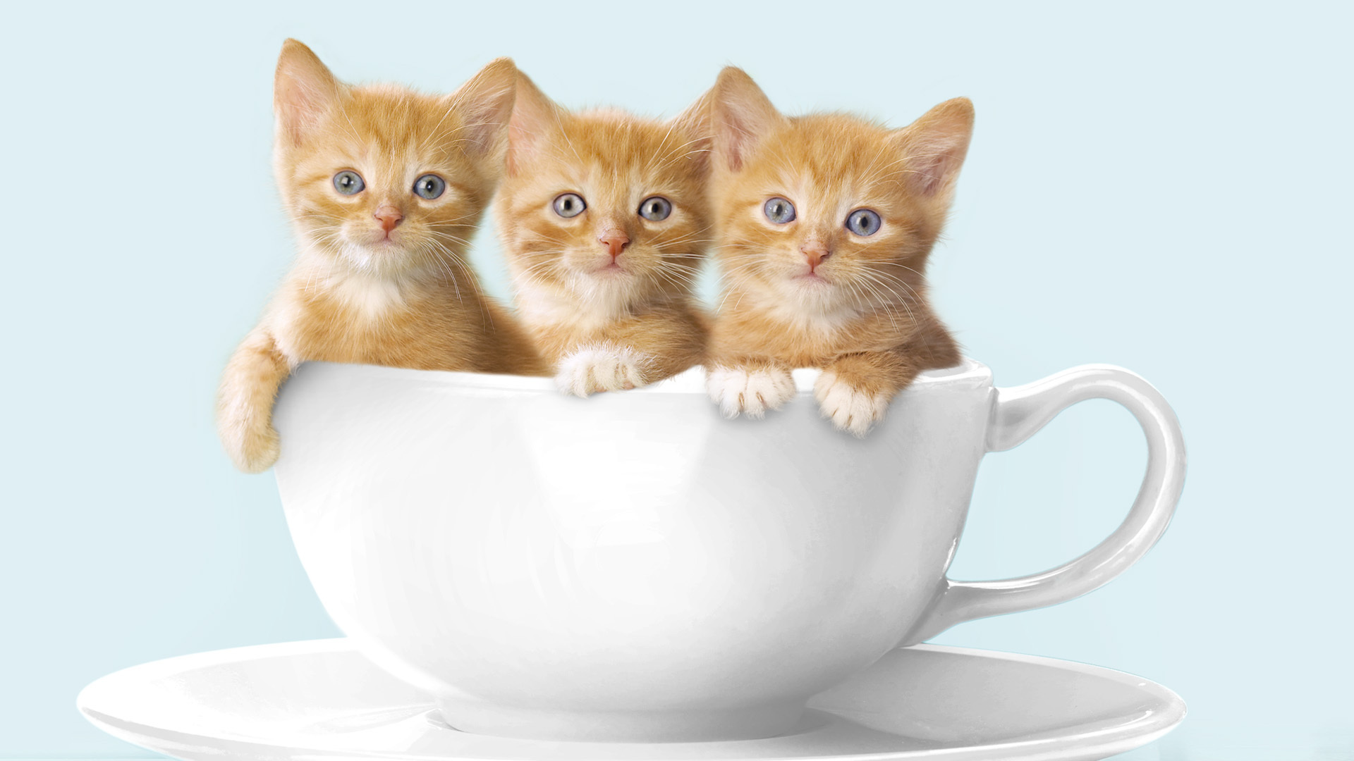 Download mobile wallpaper Cats, Cat, Animal for free.