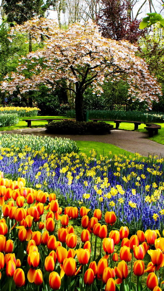 Скачати мобільні шпалери Квітка, Парк, Дерево, Цвітіння, Шлях, Сад, Барвистий, Весна, Тюльпан, Фотографія безкоштовно.