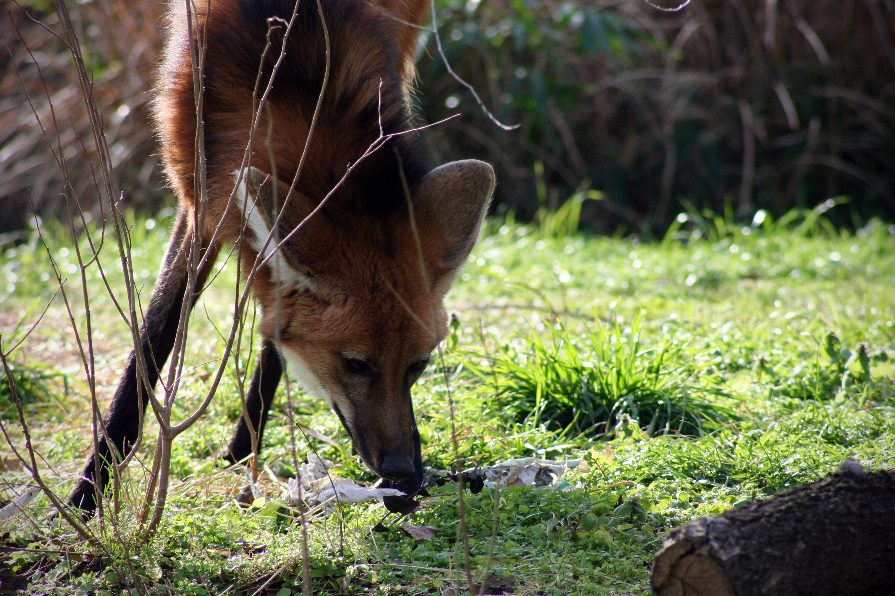 717155 Bild herunterladen tiere, mähnenwolf - Hintergrundbilder und Bildschirmschoner kostenlos