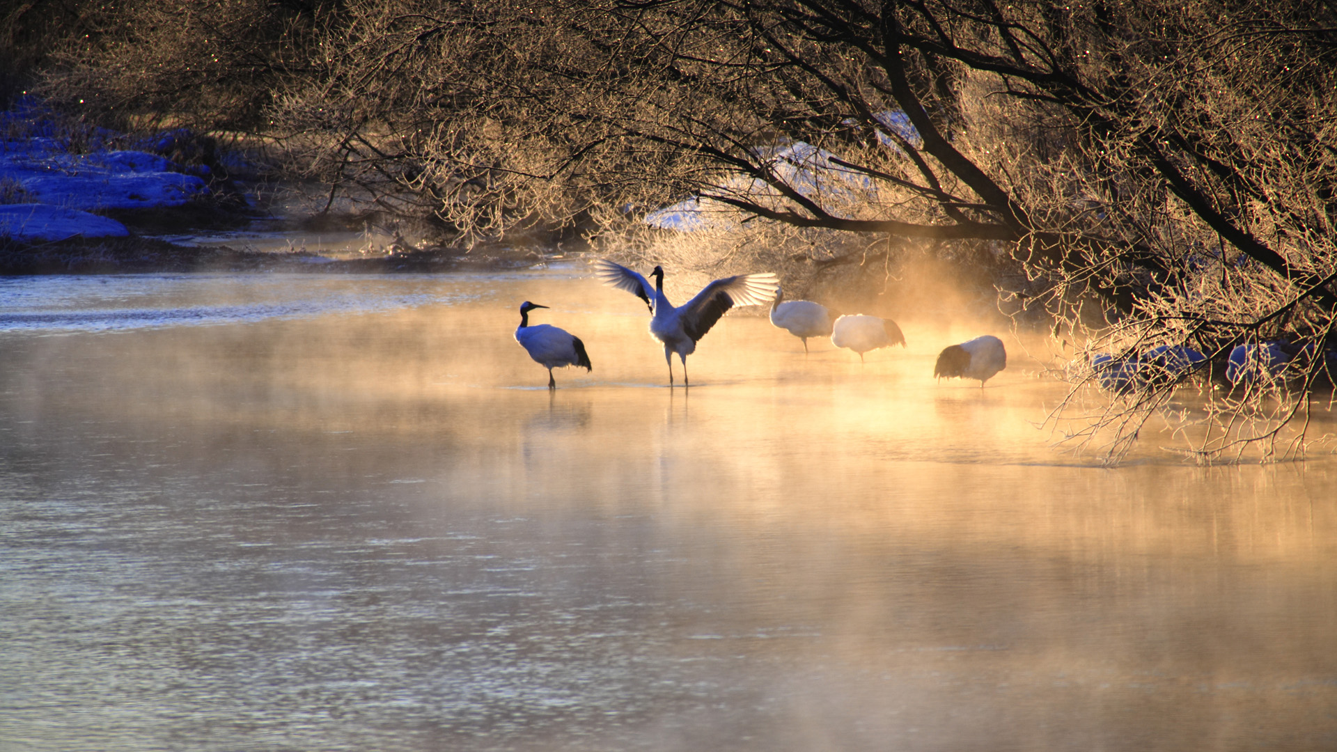 Download mobile wallpaper Bird, Birds, Animal for free.