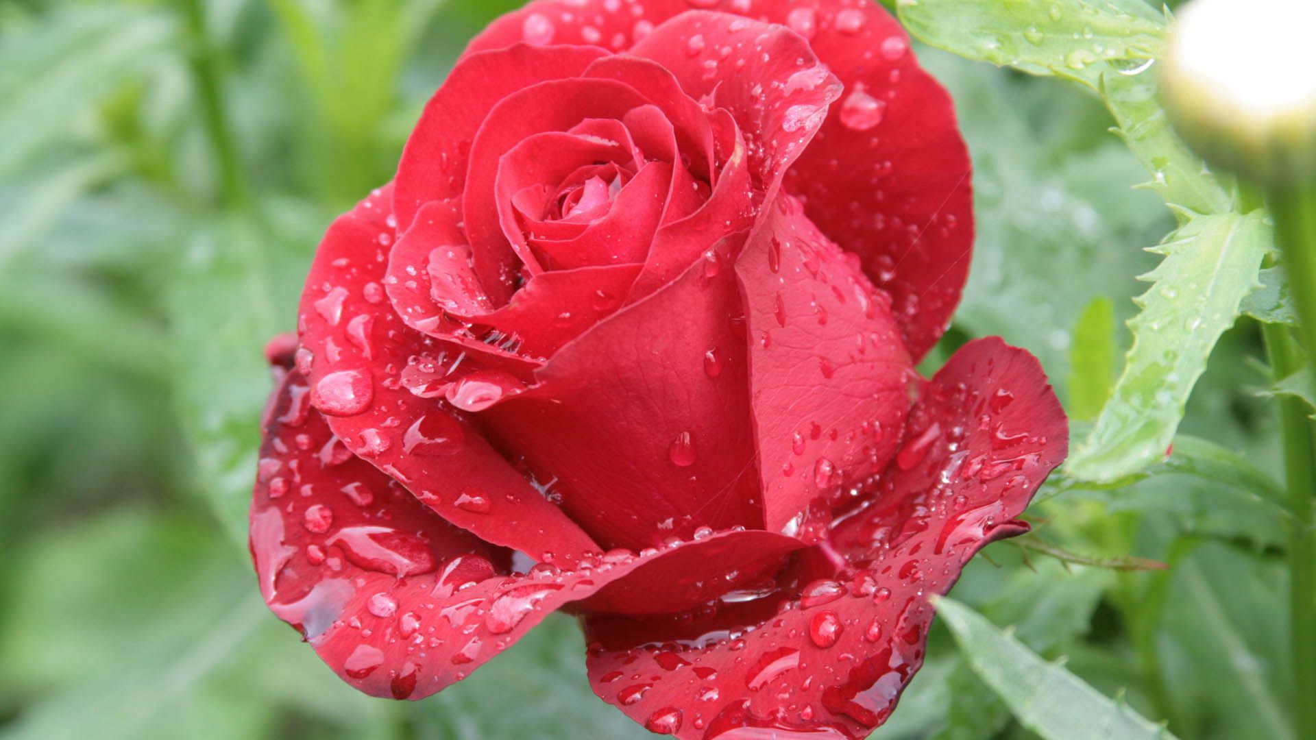 Téléchargez des papiers peints mobile Pétales, Drops, Rose, Une Rose, Macro gratuitement.