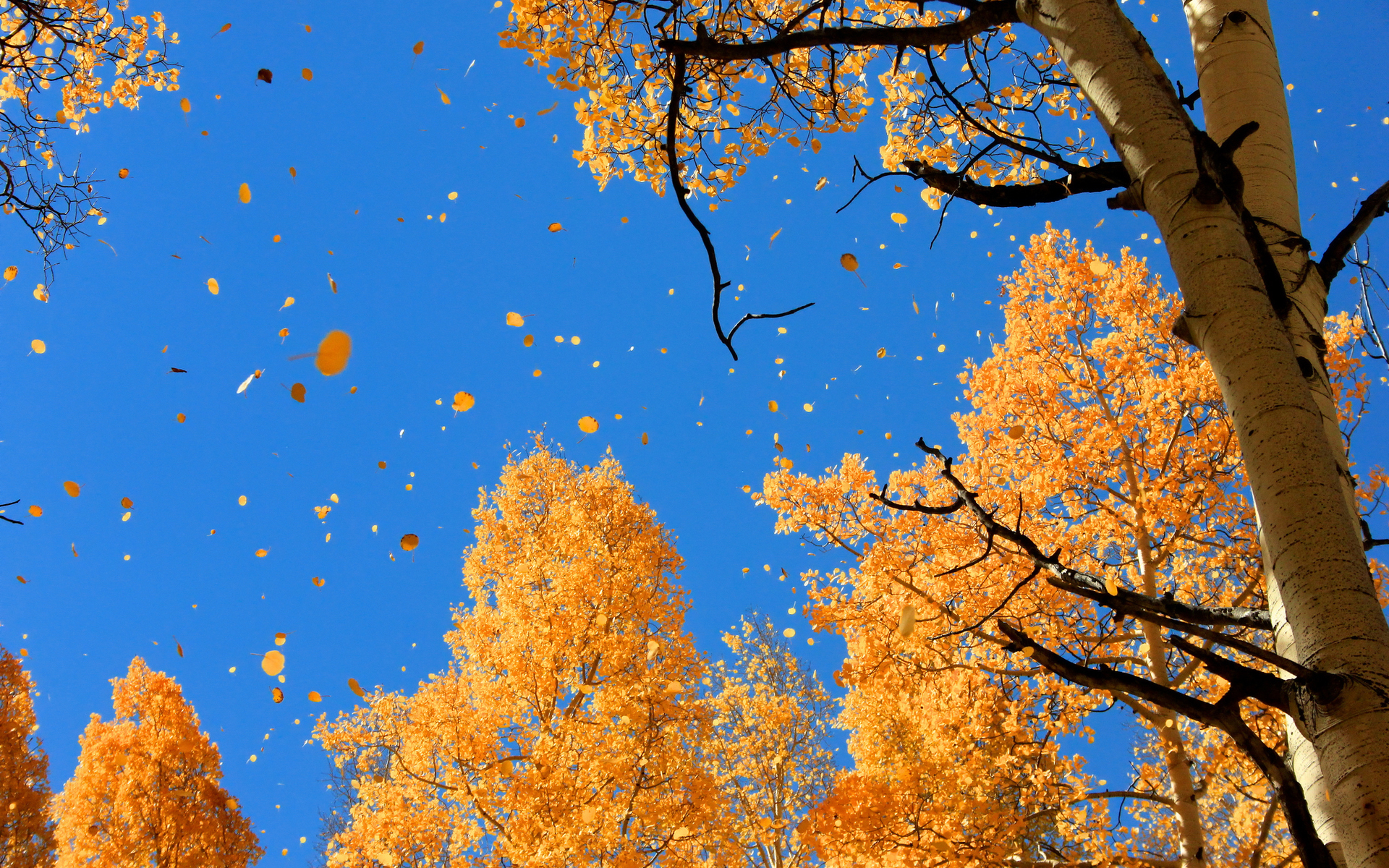 Baixar papel de parede para celular de Outono, Terra/natureza gratuito.