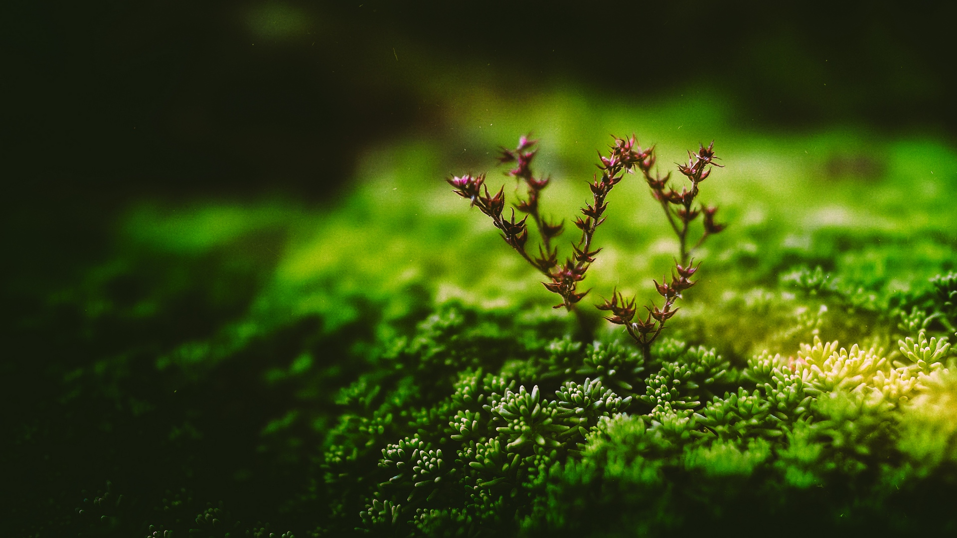 Descarga gratis la imagen Naturaleza, Planta, Primer Plano, Tierra/naturaleza, Macrofotografía en el escritorio de tu PC