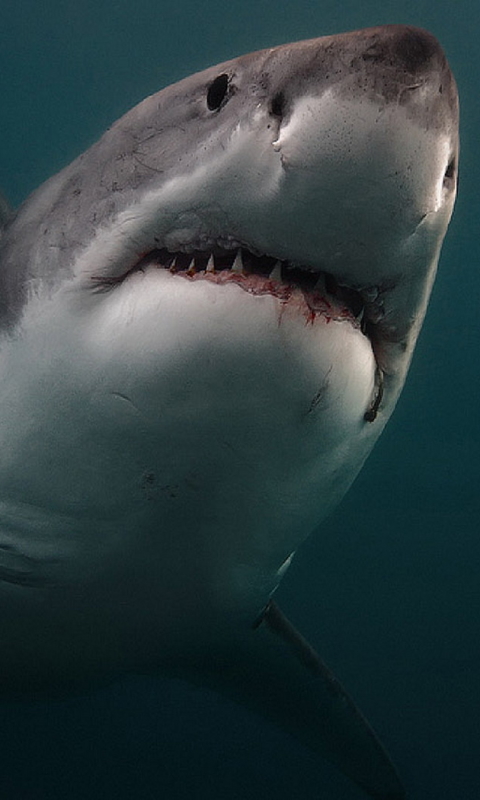 Descarga gratuita de fondo de pantalla para móvil de Gran Tiburón Blanco, Tiburones, Animales.