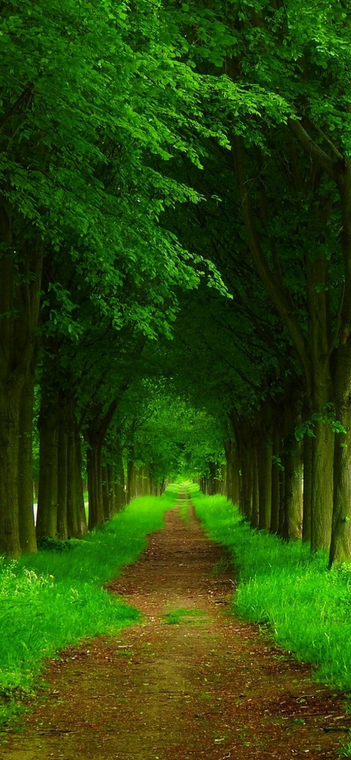 Download mobile wallpaper Path, Man Made, Greenery for free.