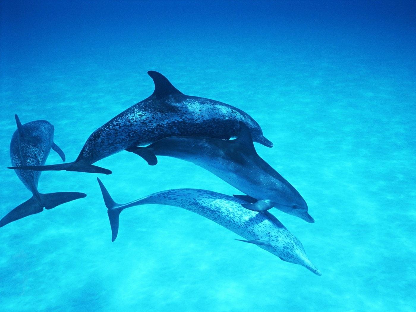Cool Wallpapers animals, dolfins, turquoise
