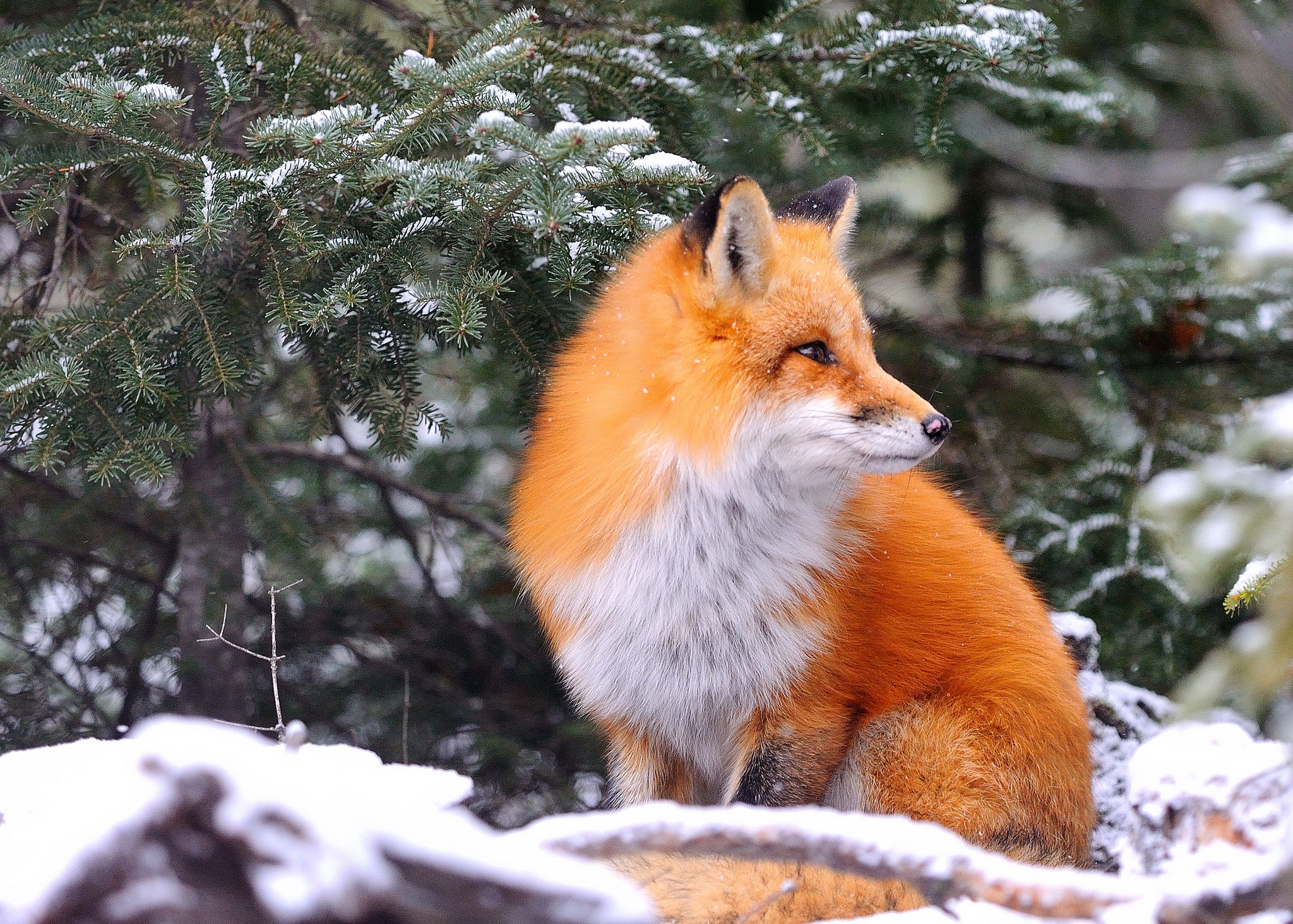 無料モバイル壁紙動物, 冬, 狐をダウンロードします。