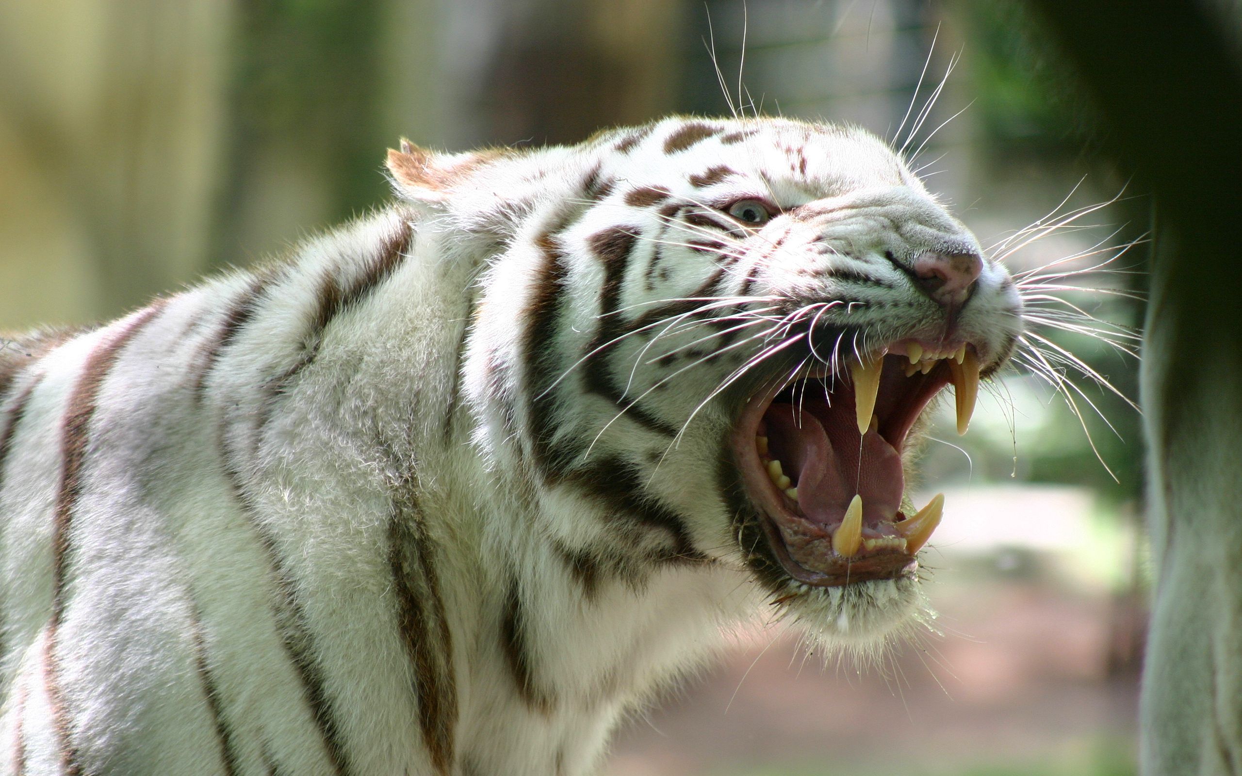 65077 скачать обои бенгальский тигр, животные, оскал, полосатый, злость, ярость - заставки и картинки бесплатно