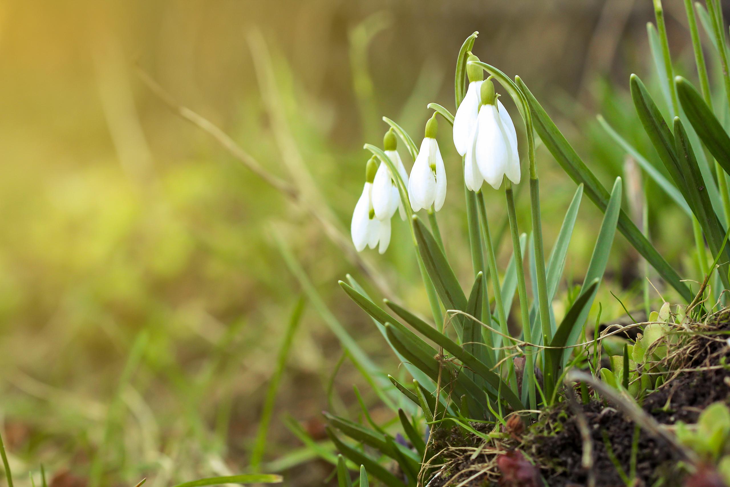 Free download wallpaper Nature, Flowers, Flower, Earth, Spring, Snowdrop, White Flower, Greenery on your PC desktop