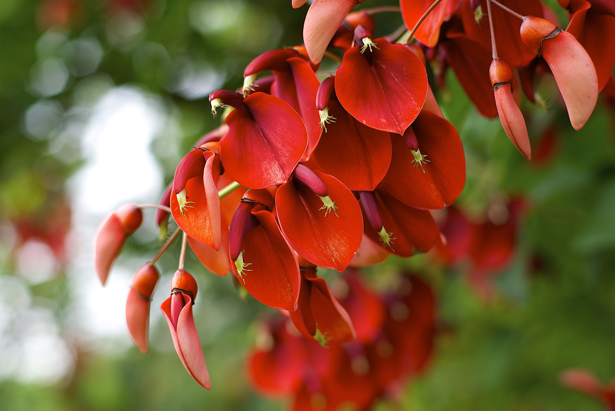 Descarga gratis la imagen Flores, Florecer, Tierra/naturaleza en el escritorio de tu PC