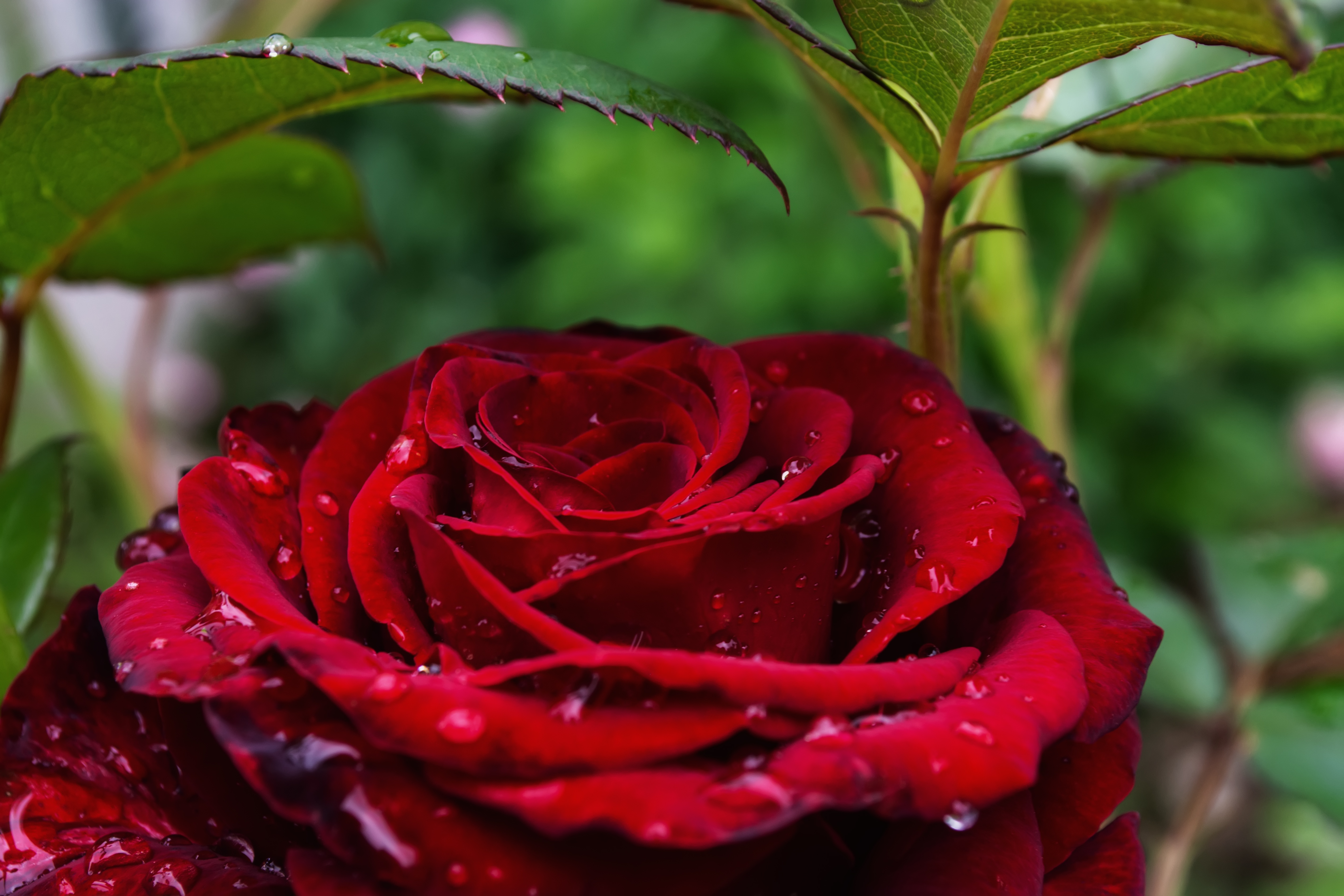 Laden Sie das Blumen, Blume, Rose, Nahansicht, Wassertropfen, Erde/natur-Bild kostenlos auf Ihren PC-Desktop herunter