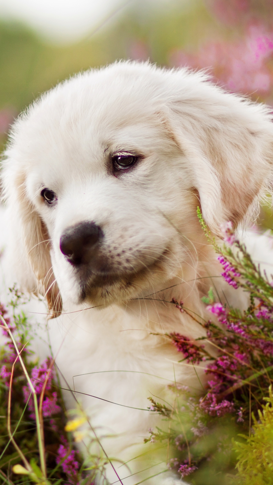 Download mobile wallpaper Dogs, Dog, Muzzle, Animal, Puppy, Moss, Golden Retriever, Baby Animal, Pink Flower for free.