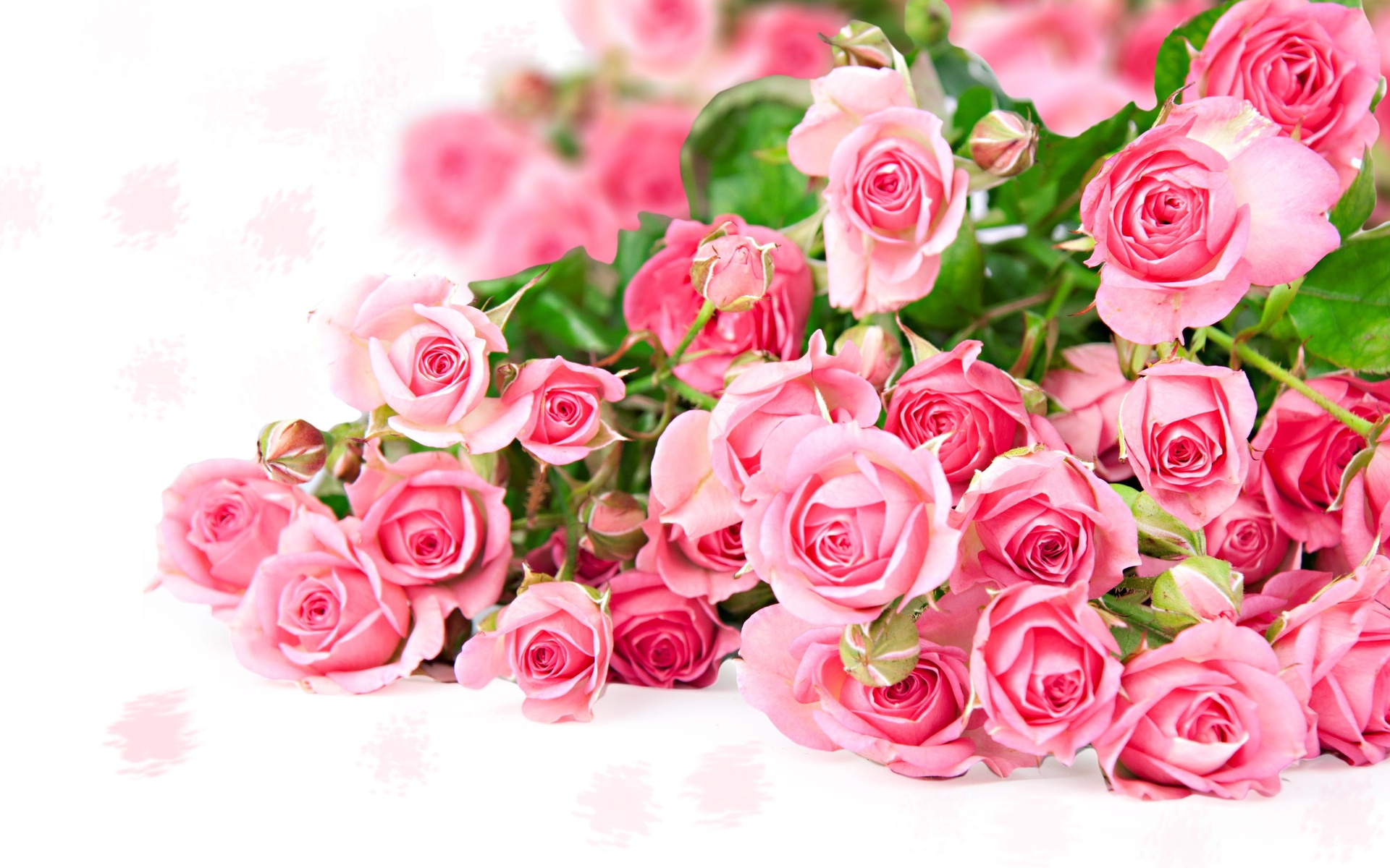 Free download wallpaper Flower, Rose, Earth on your PC desktop