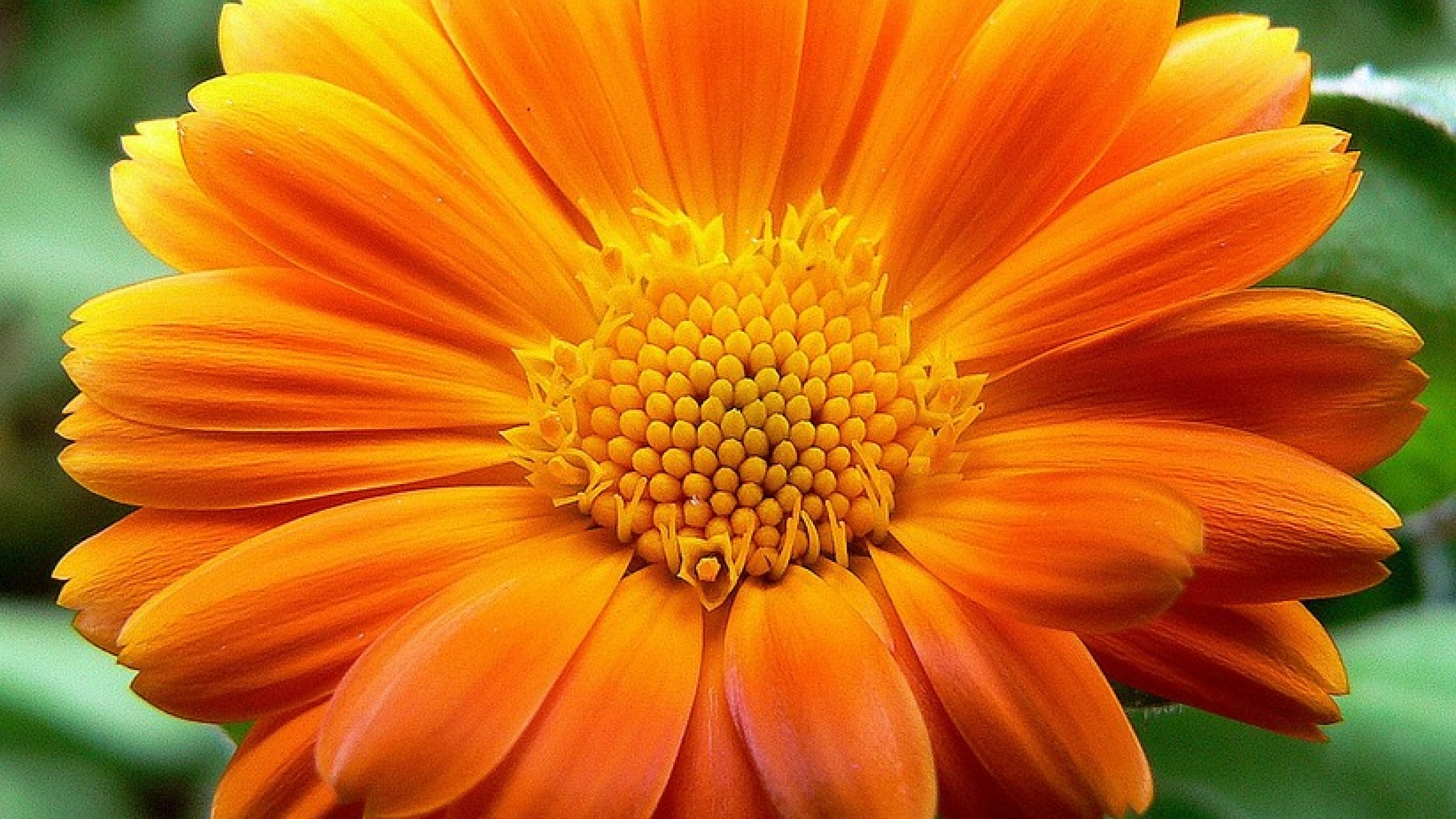 Завантажити шпалери безкоштовно Квітка, Земля, Гербера, Апельсинова Квітка картинка на робочий стіл ПК