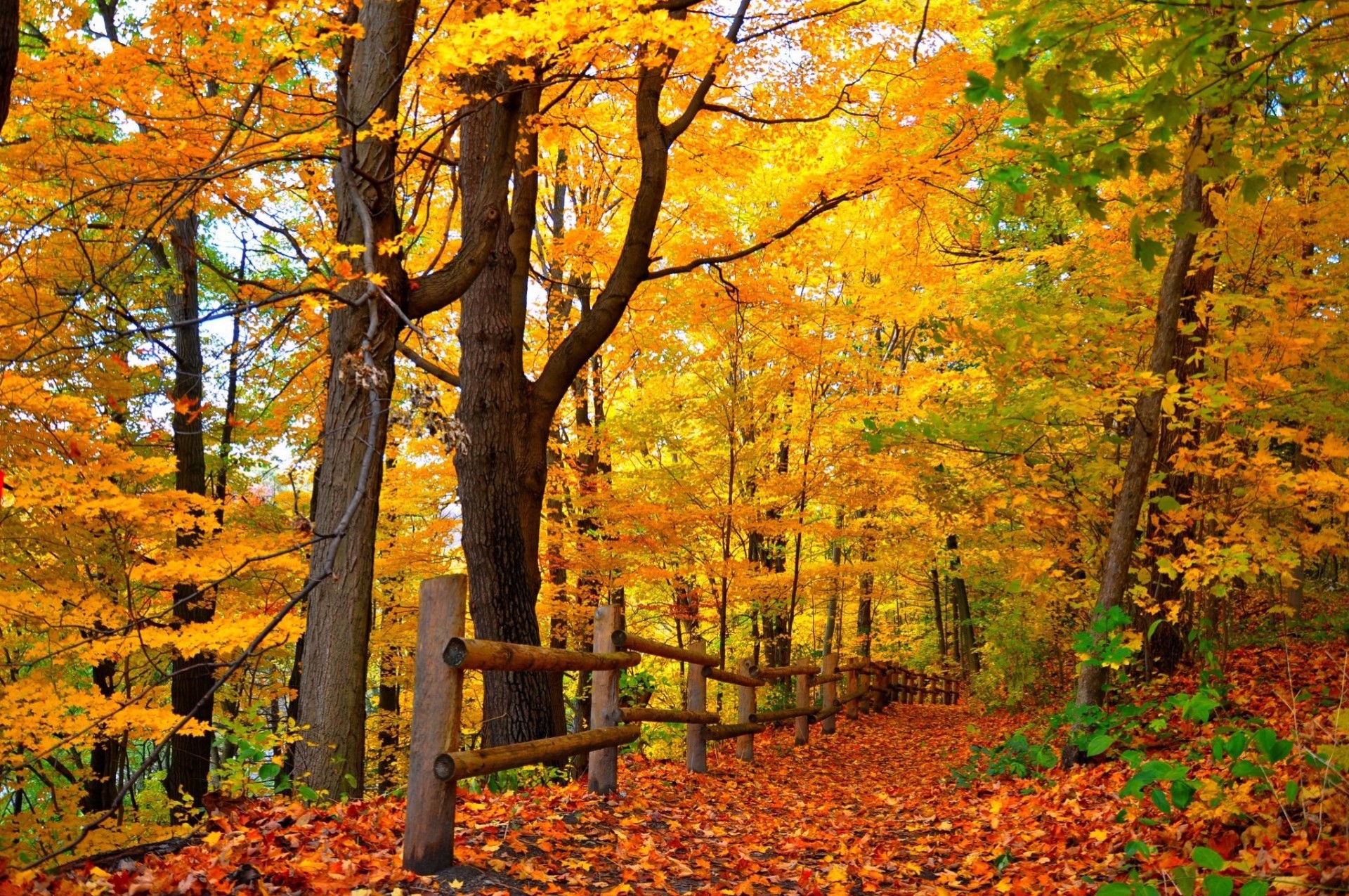 Handy-Wallpaper Natur, Herbst, Wald, Pfad, Zaun, Erde/natur kostenlos herunterladen.