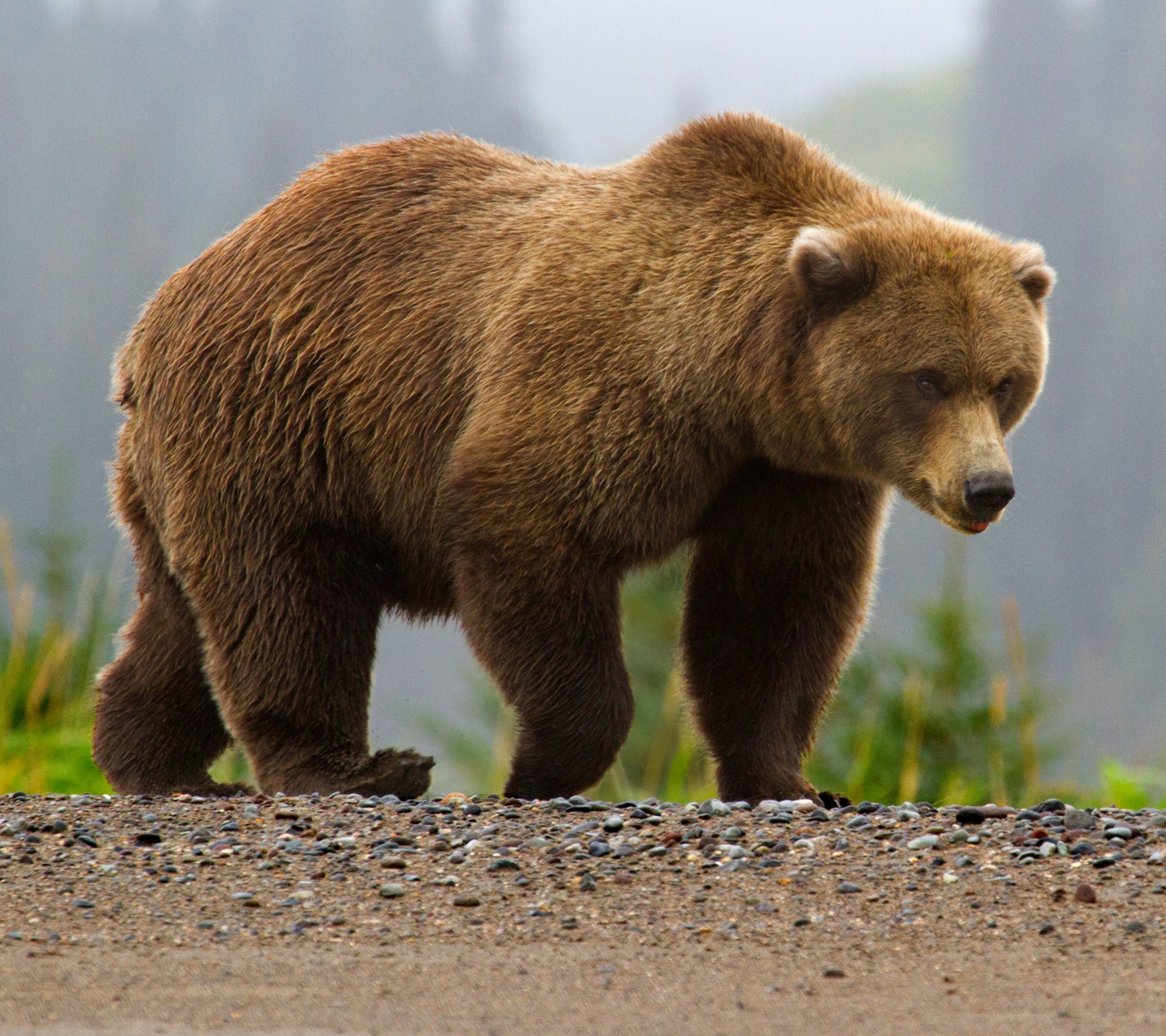 Descarga gratuita de fondo de pantalla para móvil de Animales, Oso, Osos.